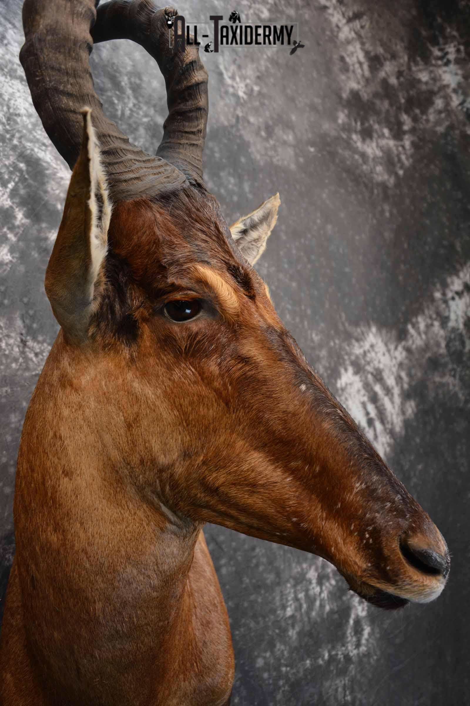 African Hartebeest taxidermy shoulder mount for sale SKU 1372 - Image 6