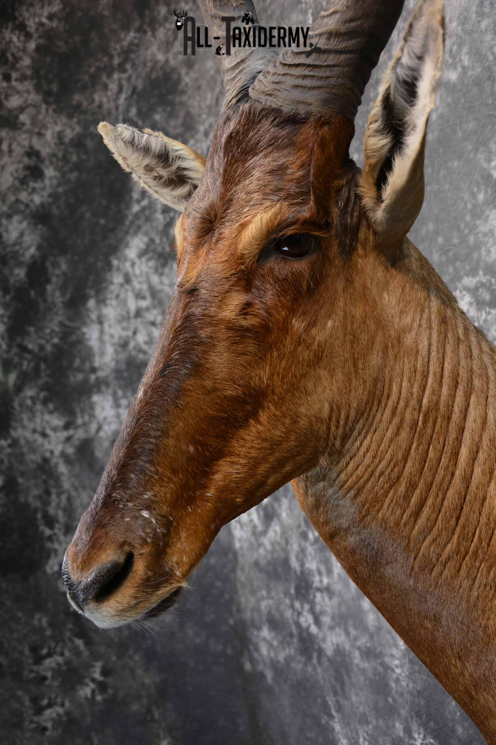 African Hartebeest taxidermy shoulder mount for sale SKU 1372 - Image 7