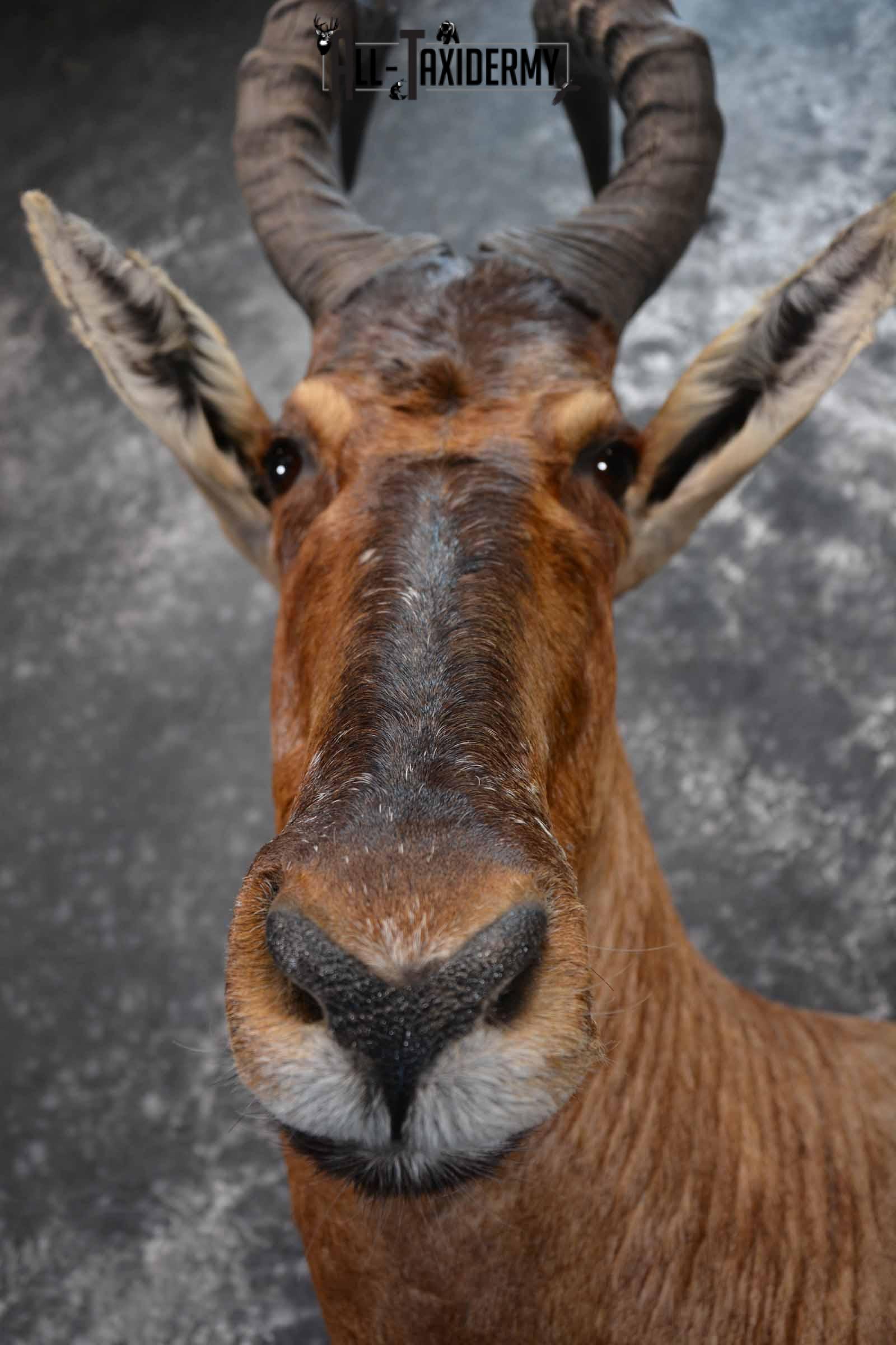 African Hartebeest taxidermy shoulder mount for sale SKU 1372 - Image 8