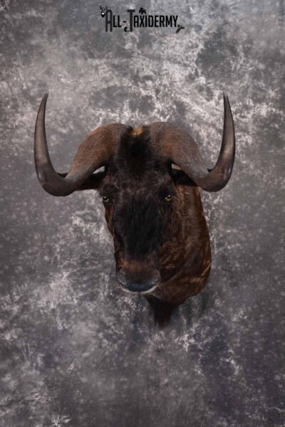 African Black Wildebeest taxidermy shoulder mount for sale SKU 1374