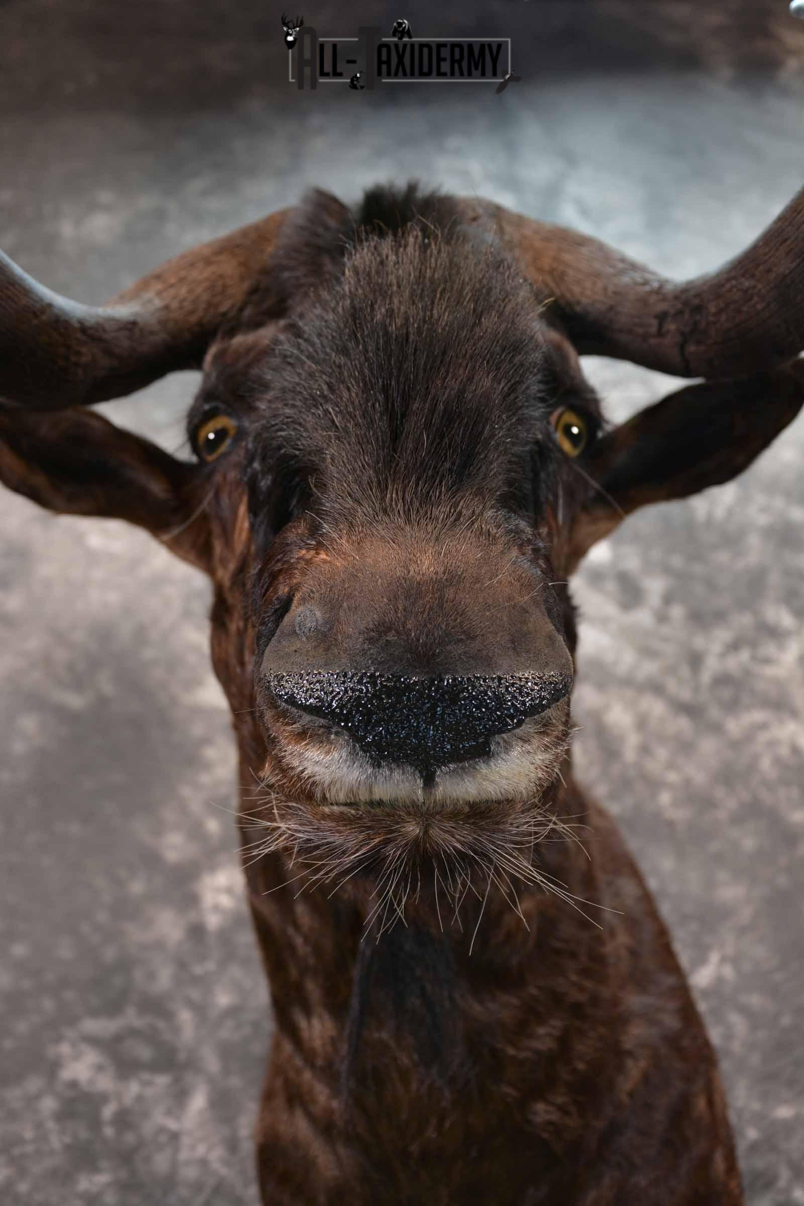 African Black Wildebeest taxidermy shoulder mount for sale SKU 1374 - Image 2