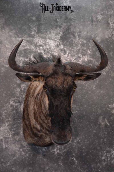 African Blue Wildebeest taxidermy shoulder mount for sale SKU 1375