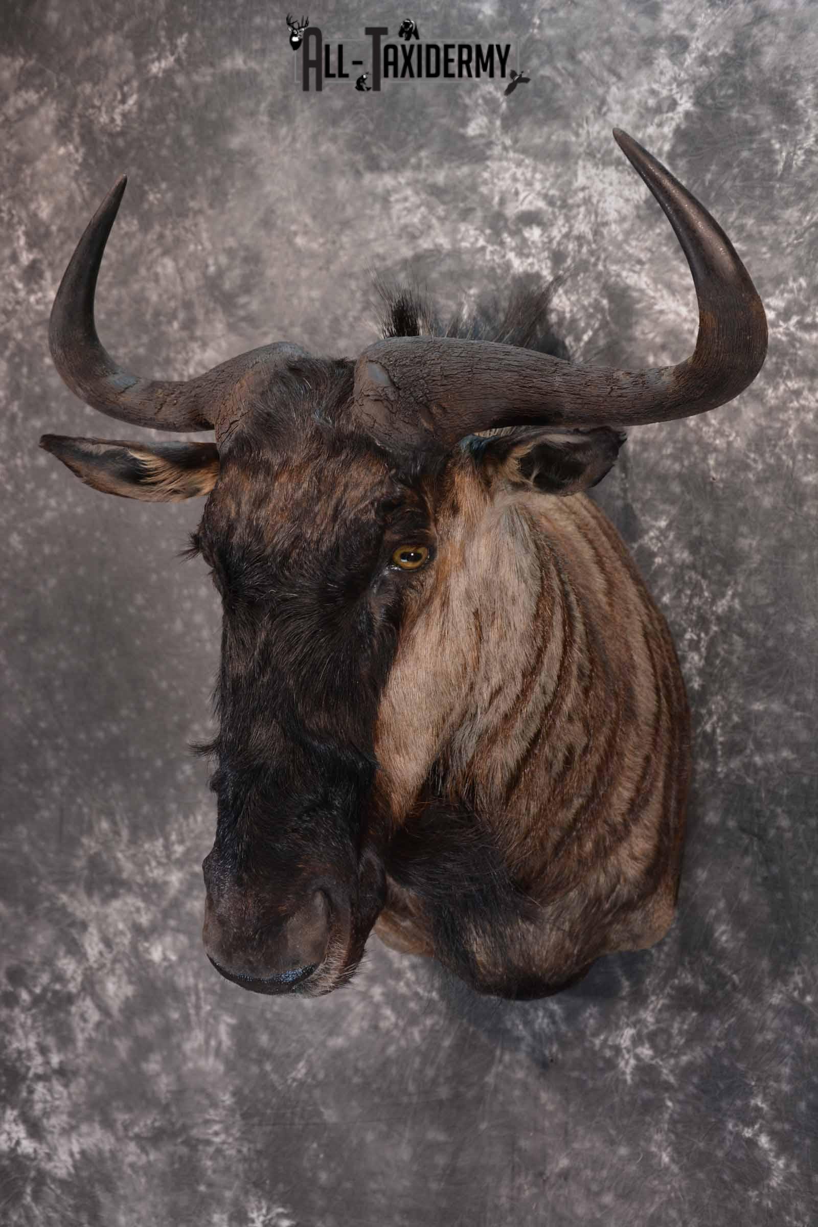 African Blue Wildebeest taxidermy shoulder mount for sale SKU 1375 - Image 2