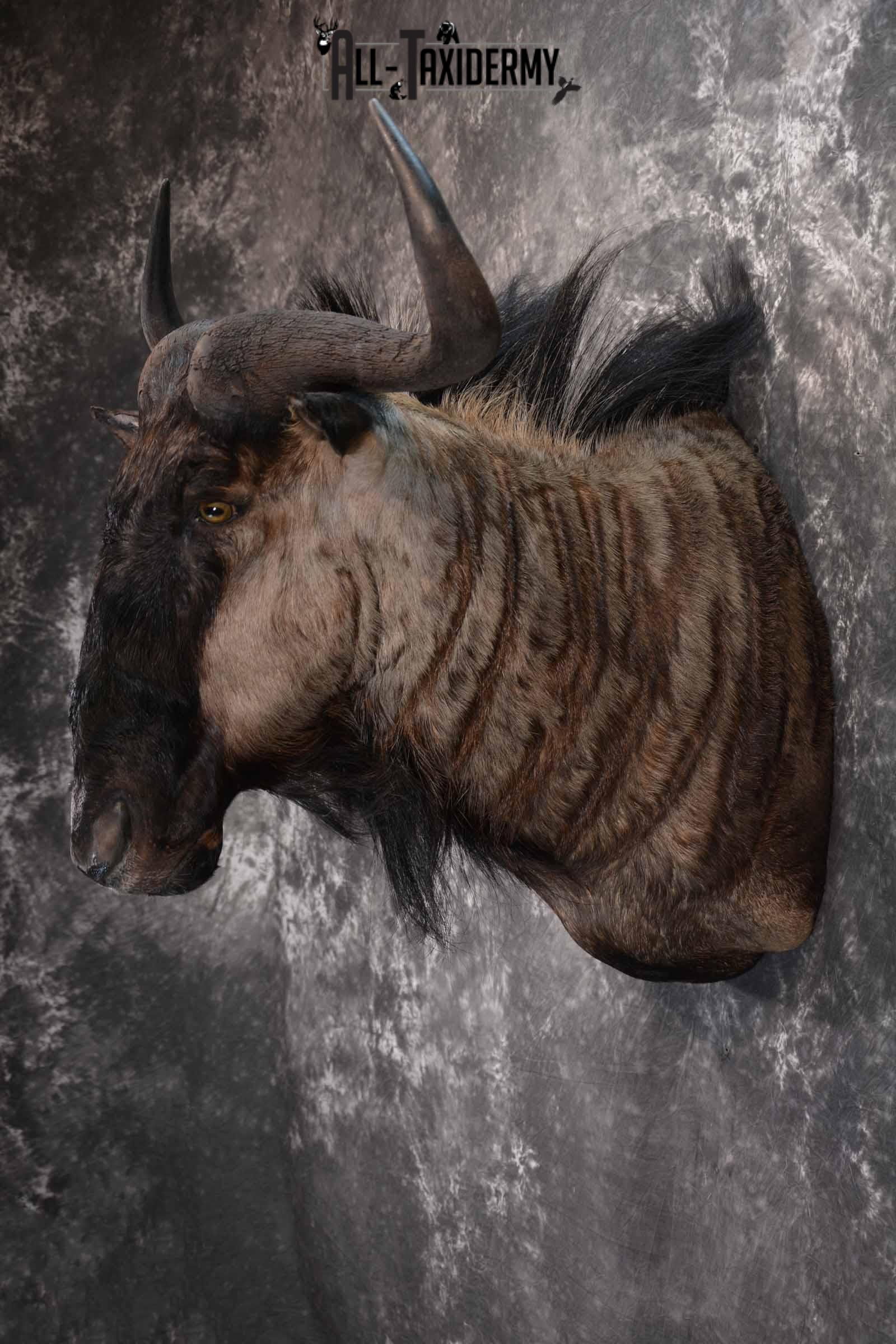 African Blue Wildebeest taxidermy shoulder mount for sale SKU 1375 - Image 3