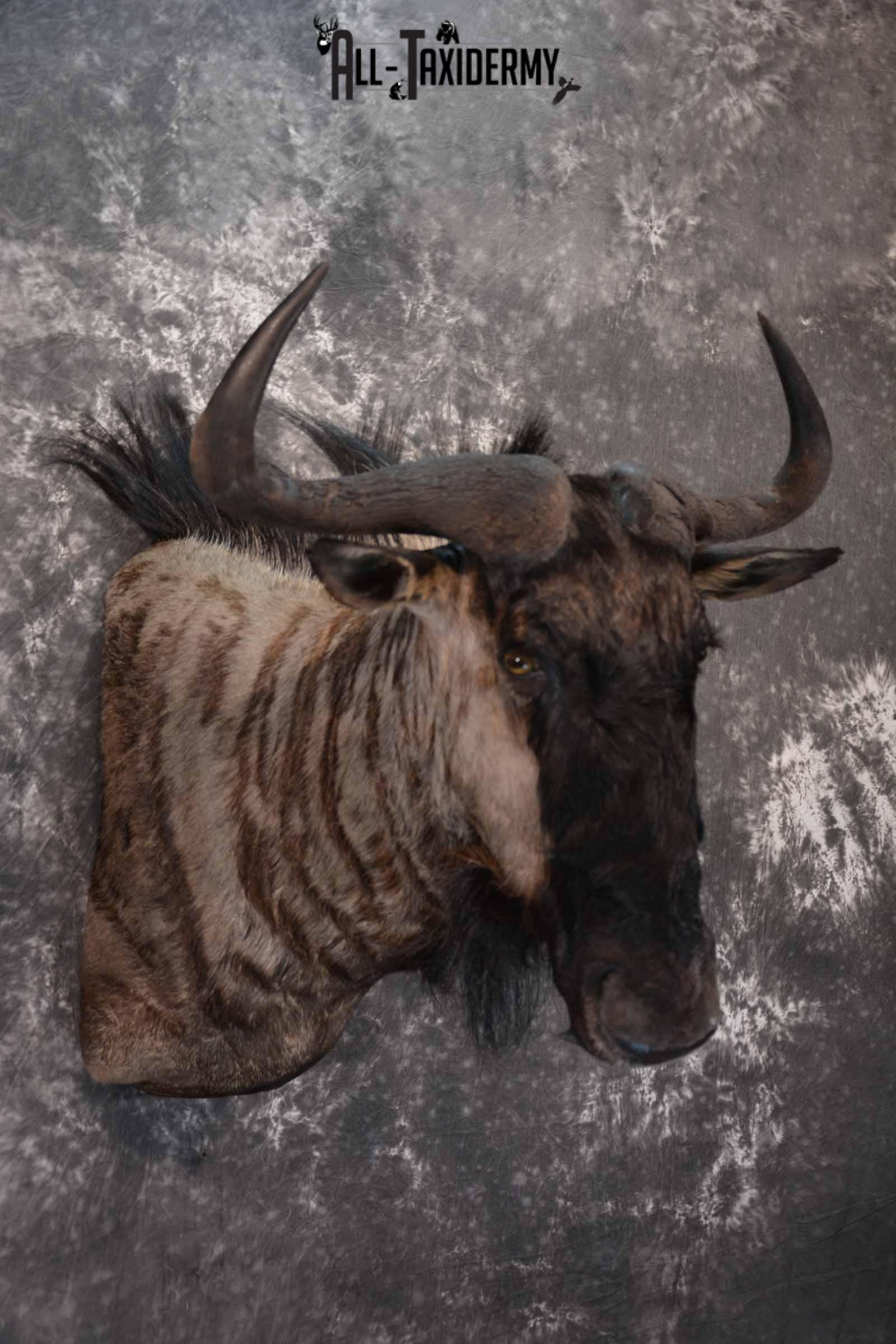 African Blue Wildebeest taxidermy shoulder mount for sale SKU 1375 - Image 4