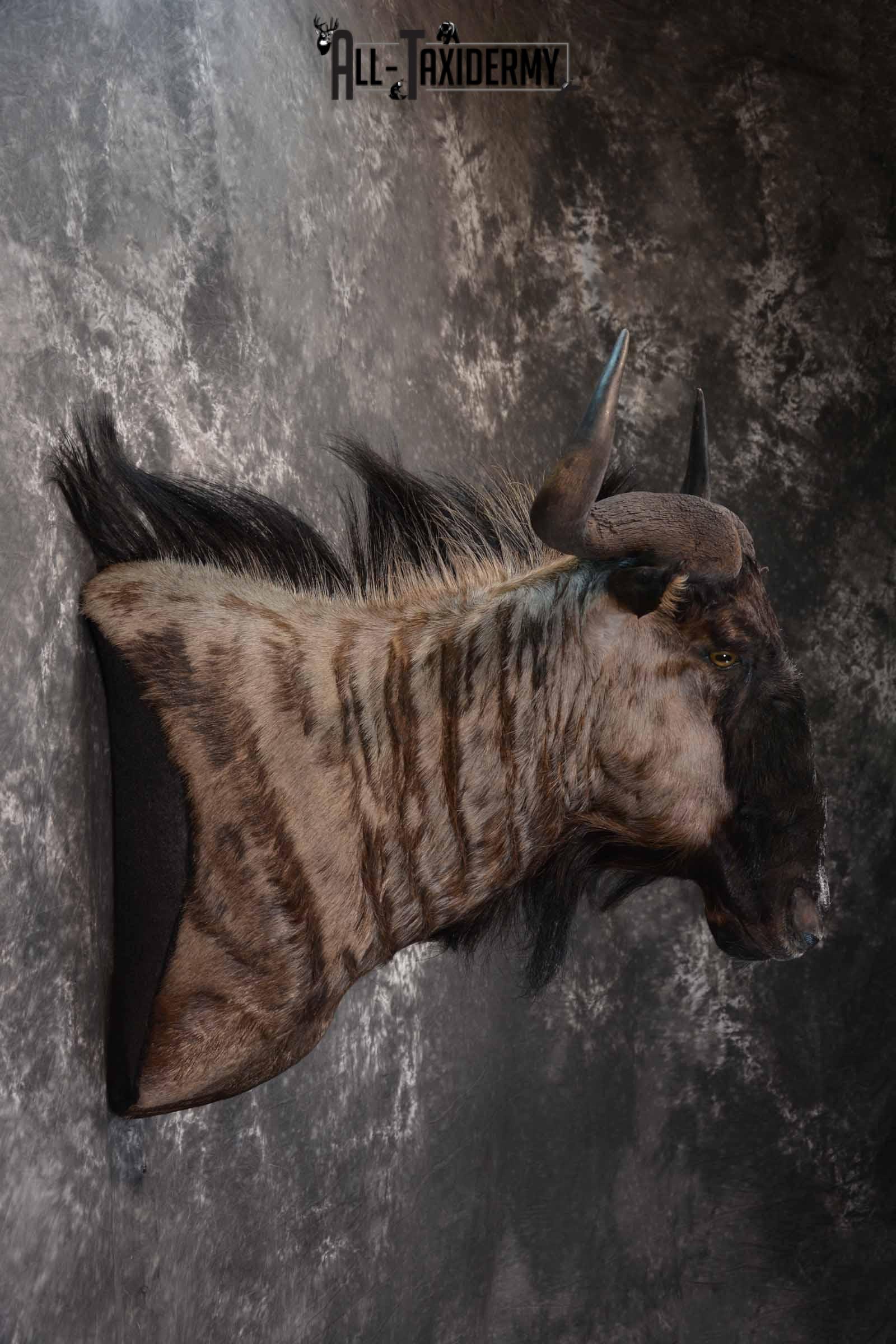 African Blue Wildebeest taxidermy shoulder mount for sale SKU 1375 - Image 5