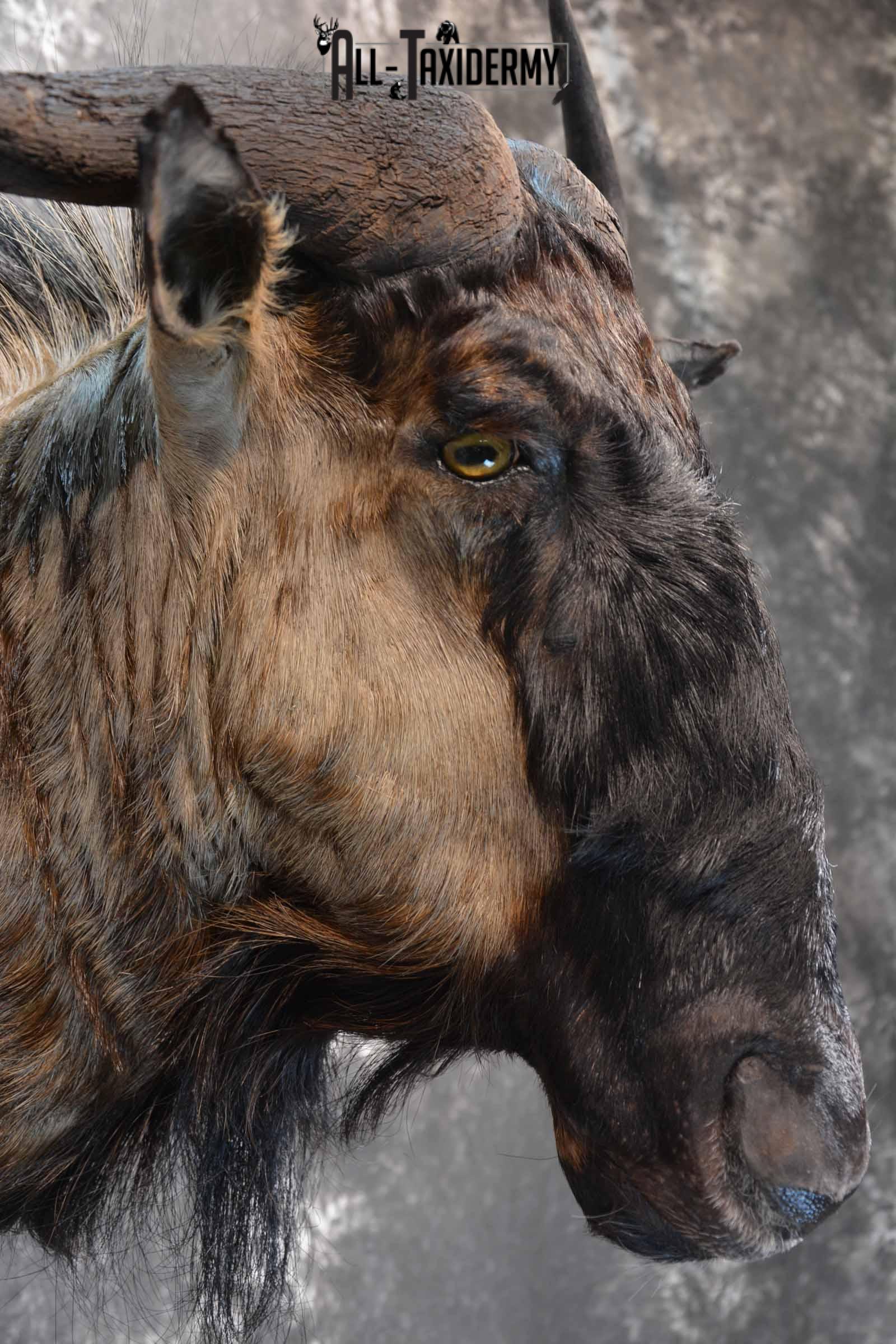 African Blue Wildebeest taxidermy shoulder mount for sale SKU 1375 - Image 6