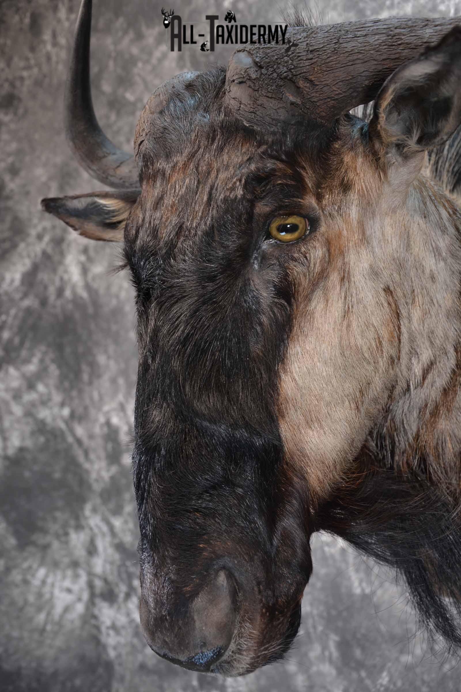 African Blue Wildebeest taxidermy shoulder mount for sale SKU 1375 - Image 7