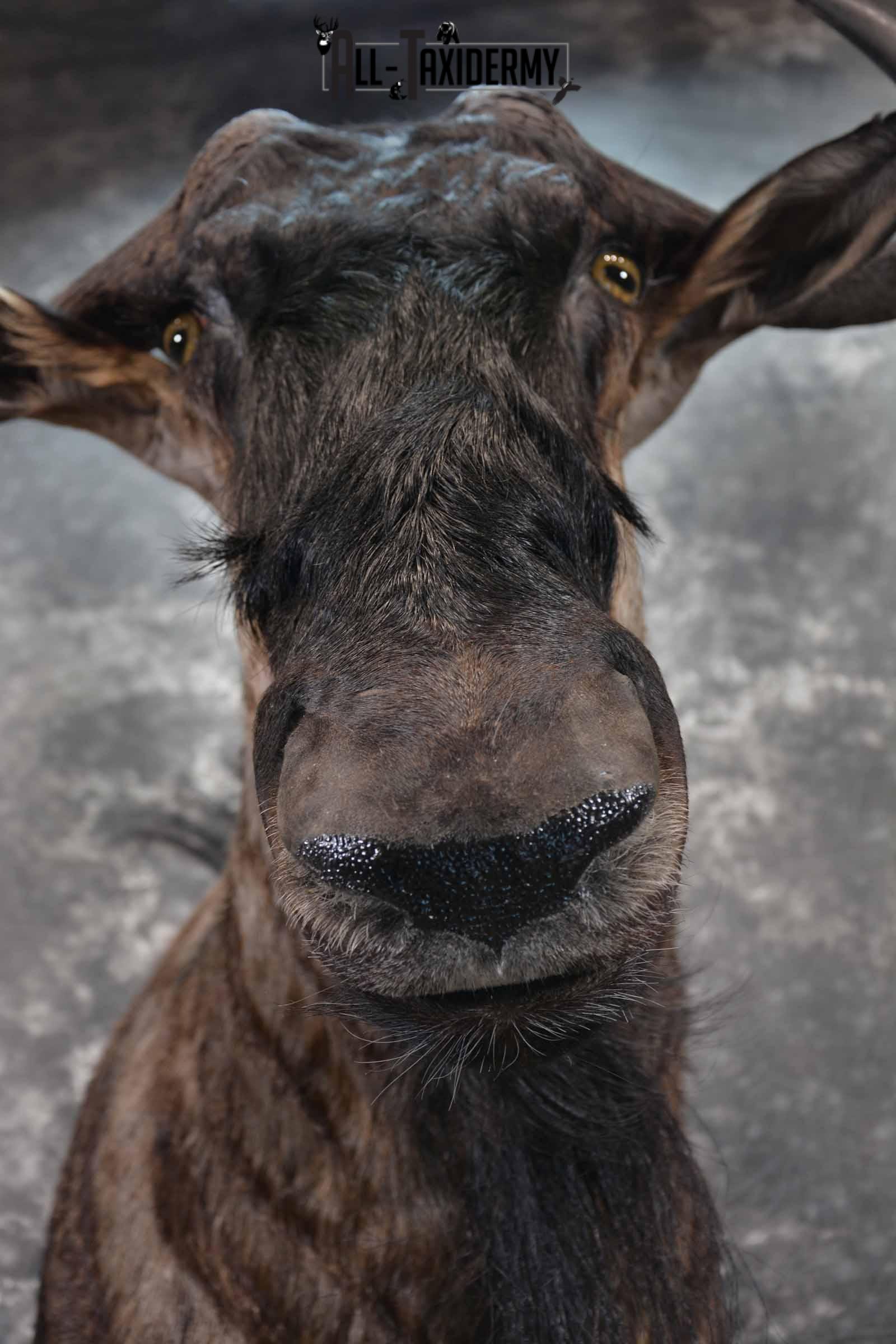 African Blue Wildebeest taxidermy shoulder mount for sale SKU 1375 - Image 8