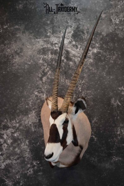 African Gemsbok taxidermy shoulder mount for sale SKU 1376