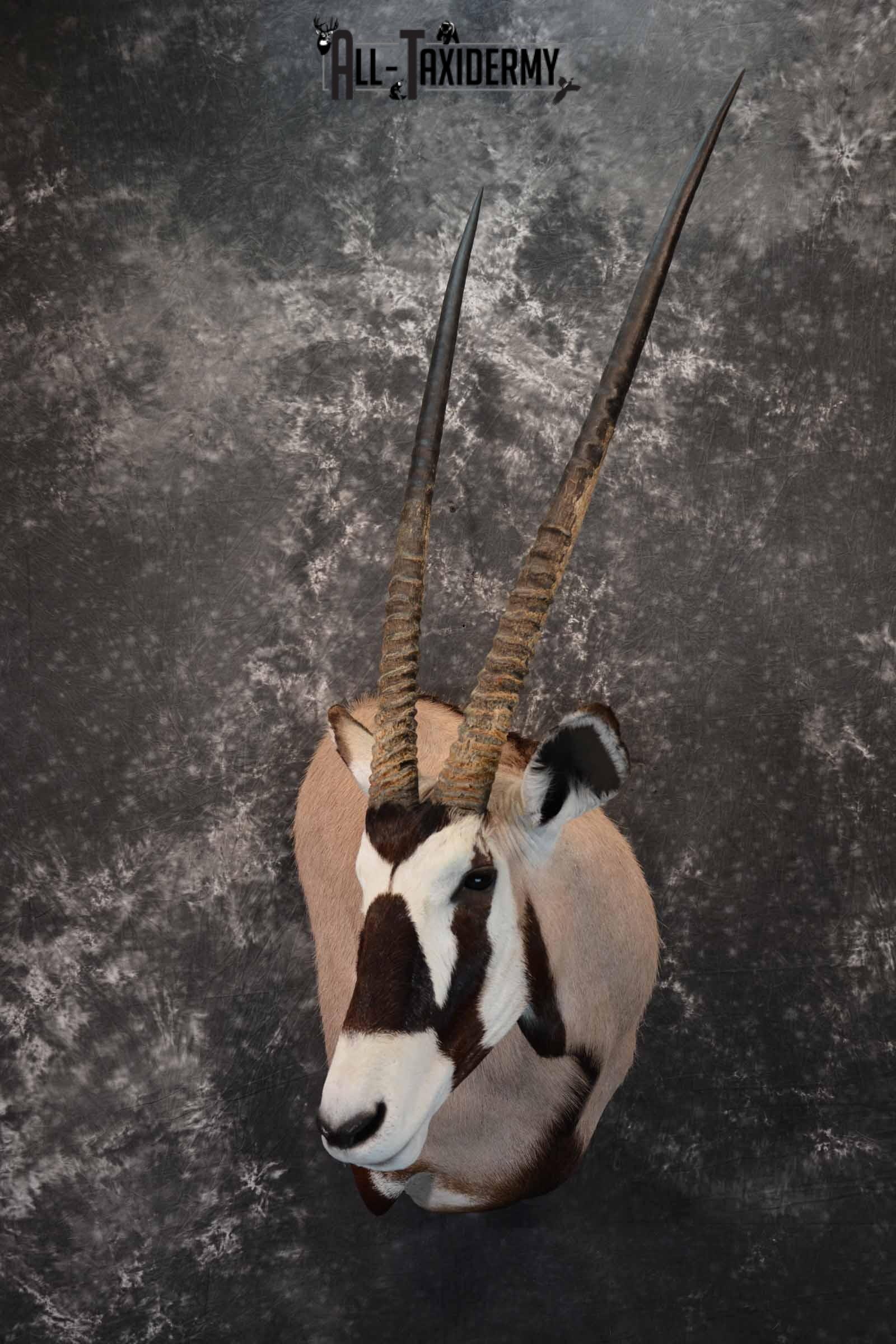 African Gemsbok taxidermy shoulder mount for sale SKU 1376
