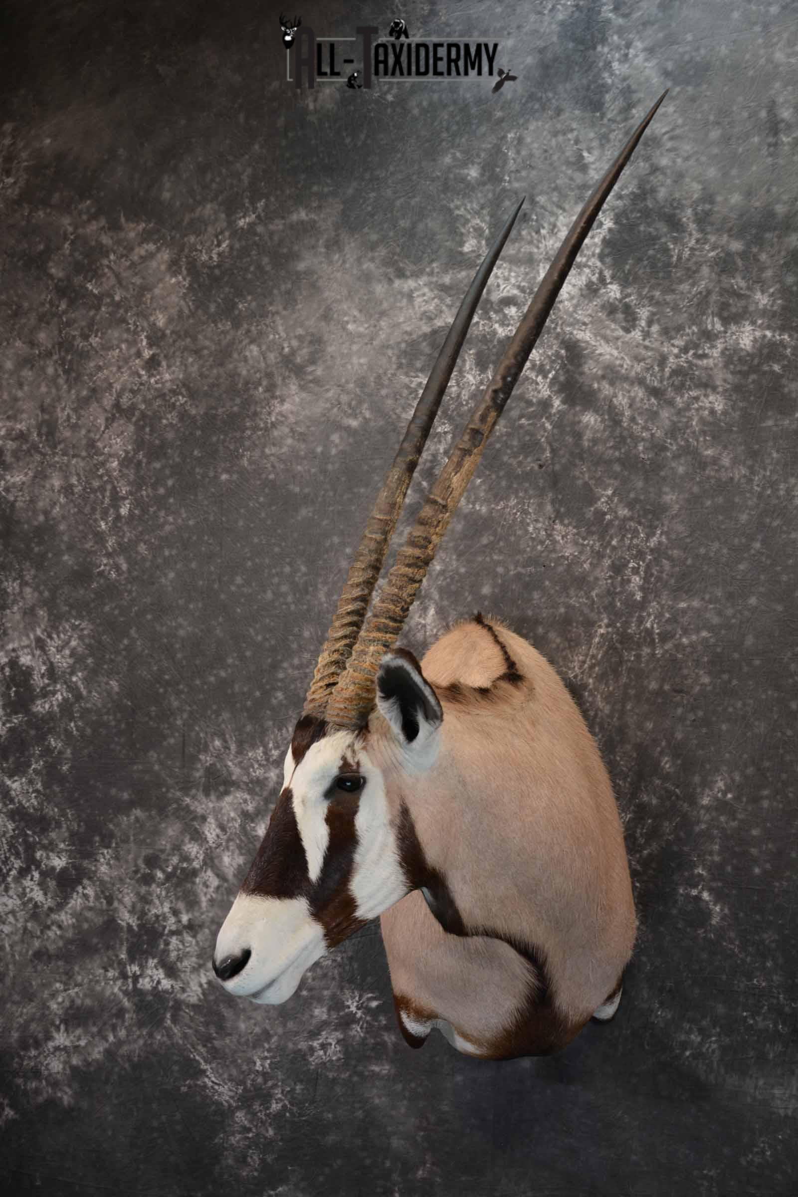 African Gemsbok taxidermy shoulder mount for sale SKU 1376 - Image 2