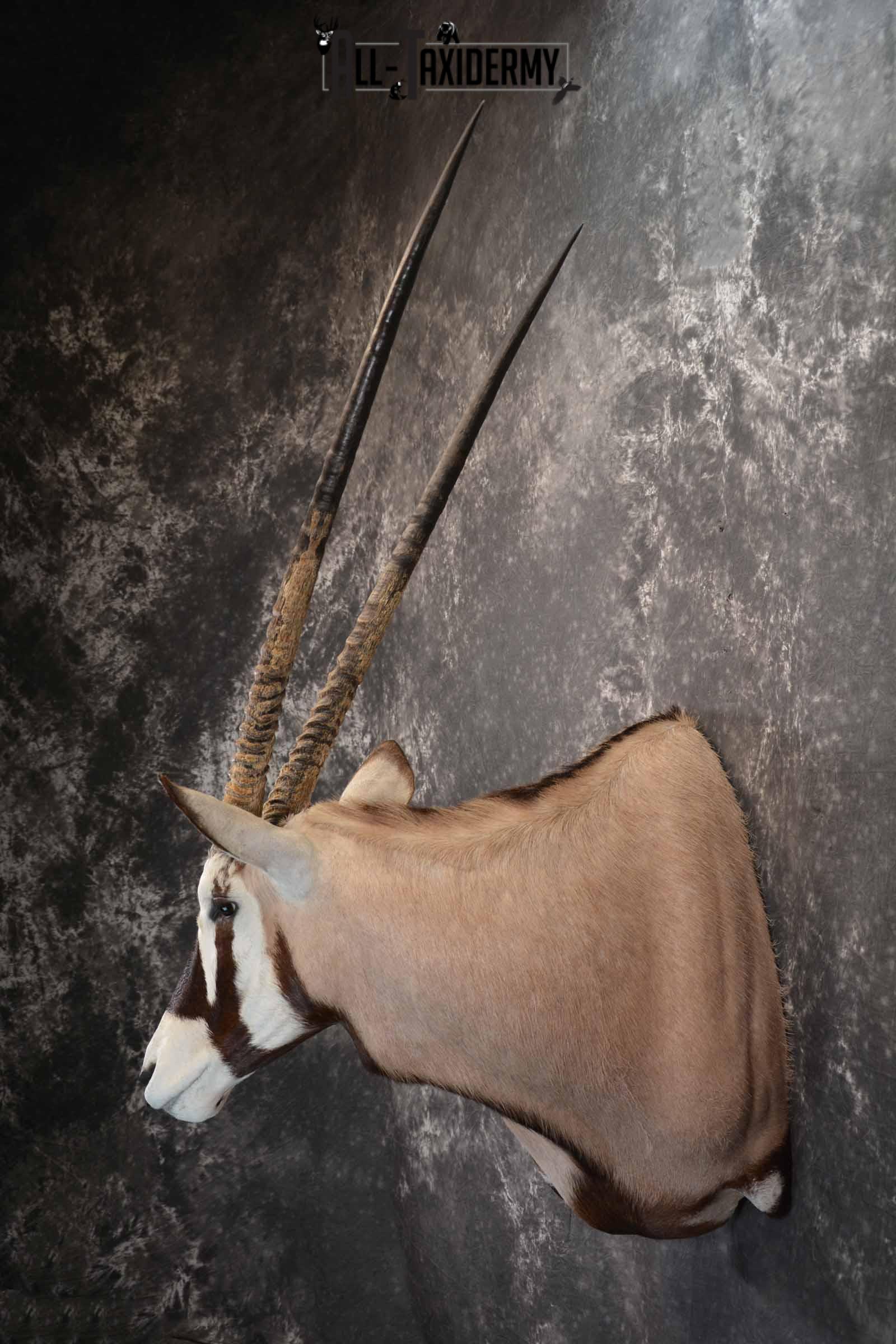 African Gemsbok taxidermy shoulder mount for sale SKU 1376 - Image 3