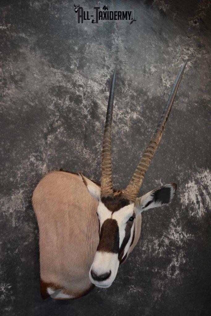 African Gemsbok taxidermy shoulder mount for sale SKU 1376 - All Taxidermy