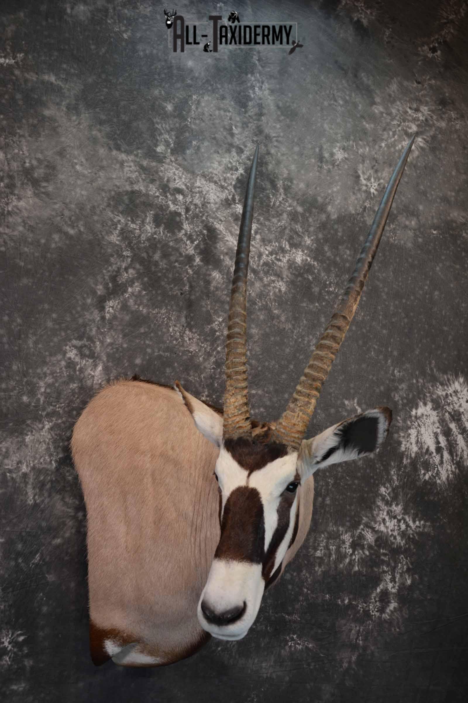 African Gemsbok taxidermy shoulder mount for sale SKU 1376 - Image 4