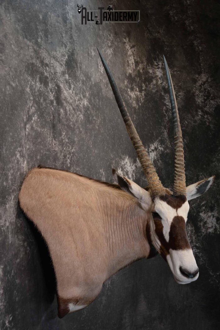 African Gemsbok taxidermy shoulder mount for sale SKU 1376 - All Taxidermy