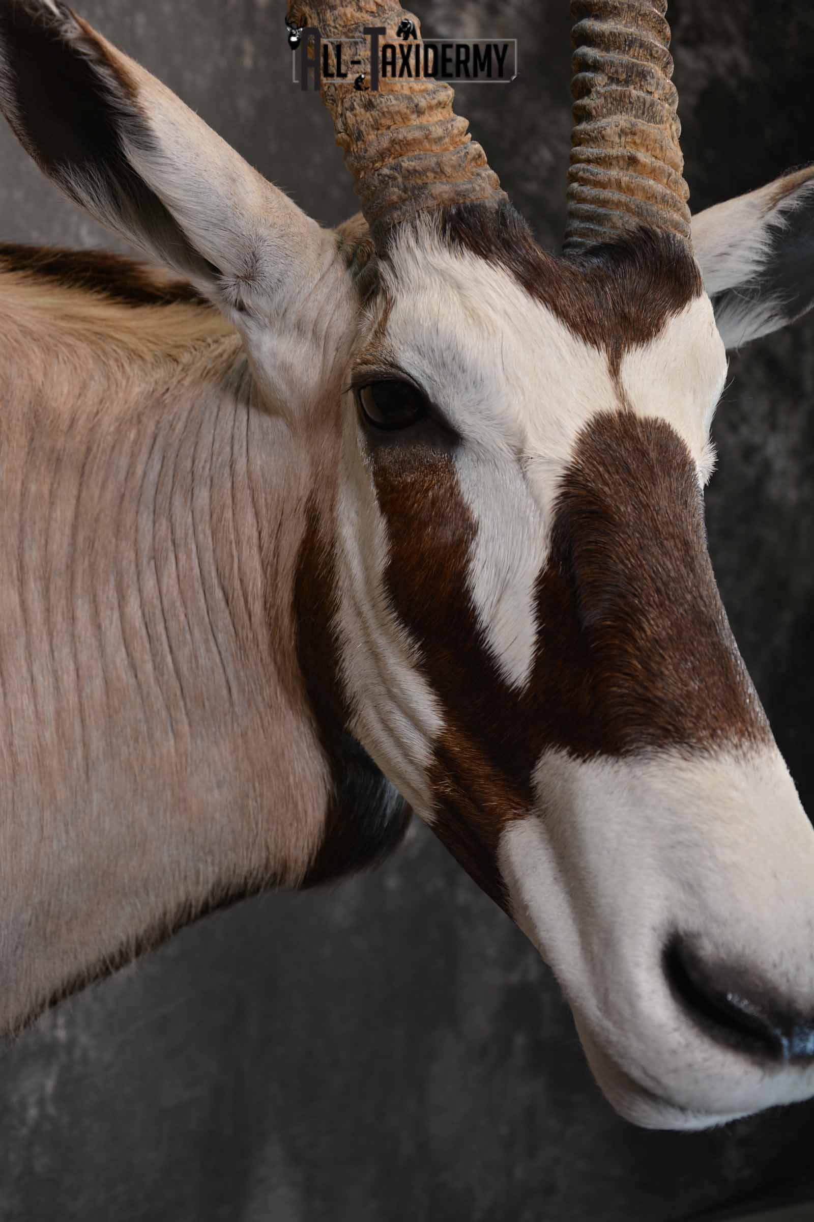 African Gemsbok taxidermy shoulder mount for sale SKU 1376 - Image 6