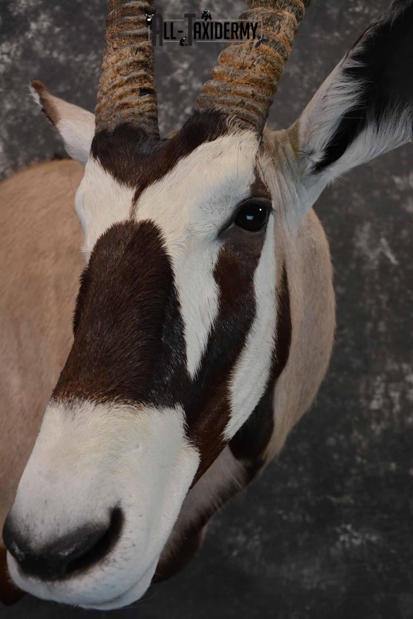 African Gemsbok taxidermy shoulder mount for sale SKU 1376 - Image 7