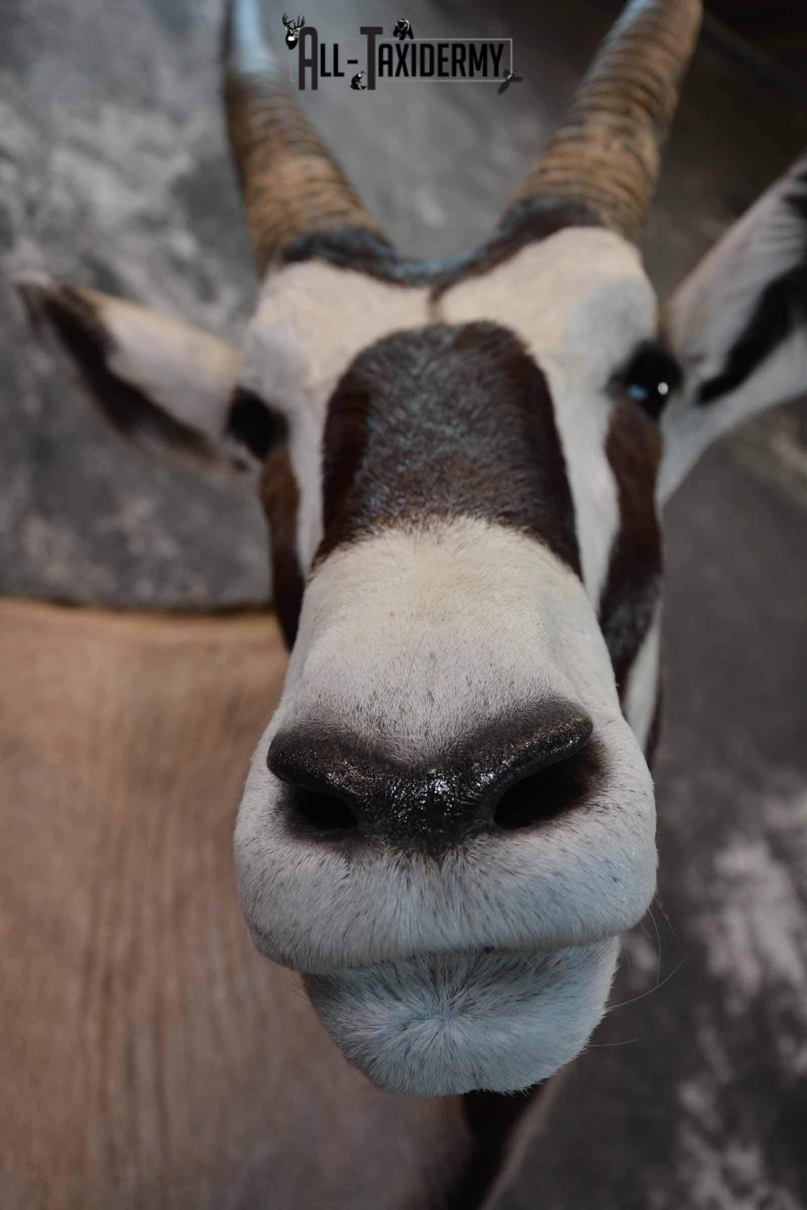 African Gemsbok taxidermy shoulder mount for sale SKU 1376 - Image 8