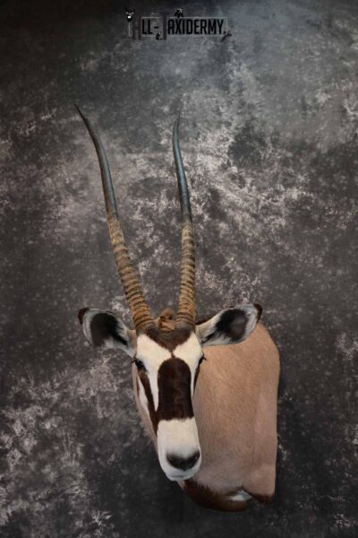 African Gemsbok taxidermy shoulder mount for sale SKU 1377