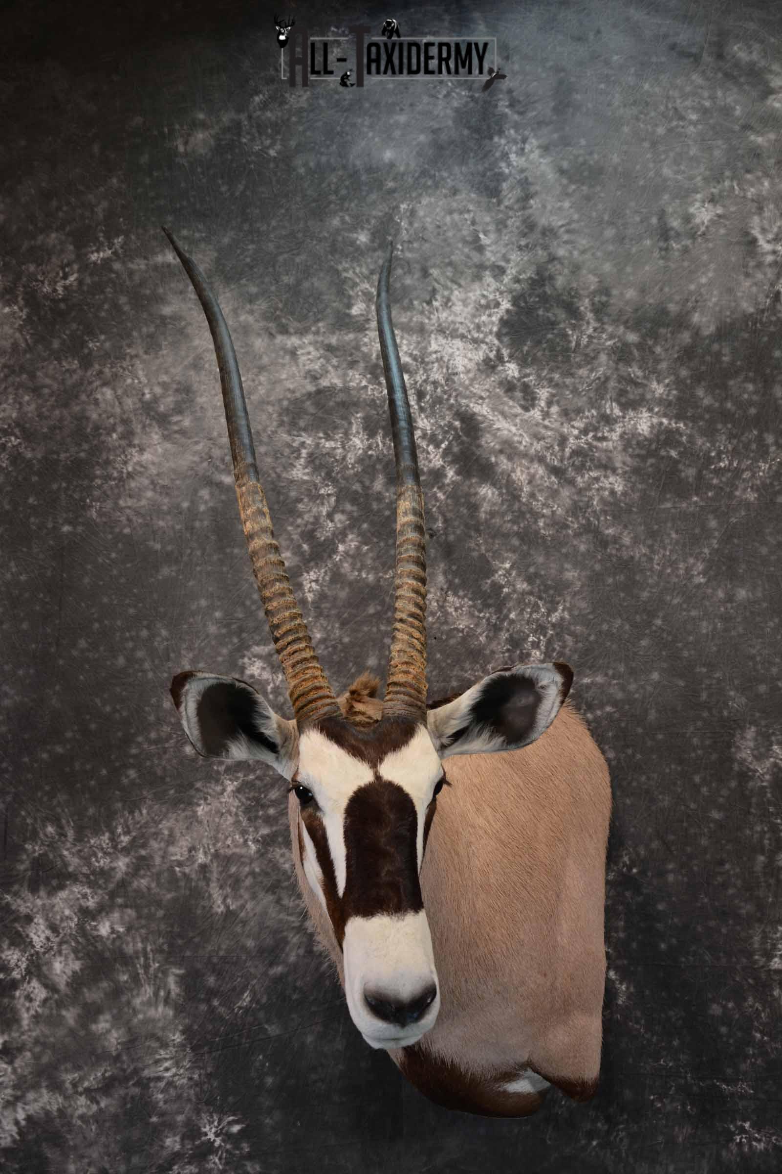 African Gemsbok taxidermy shoulder mount for sale SKU 1377