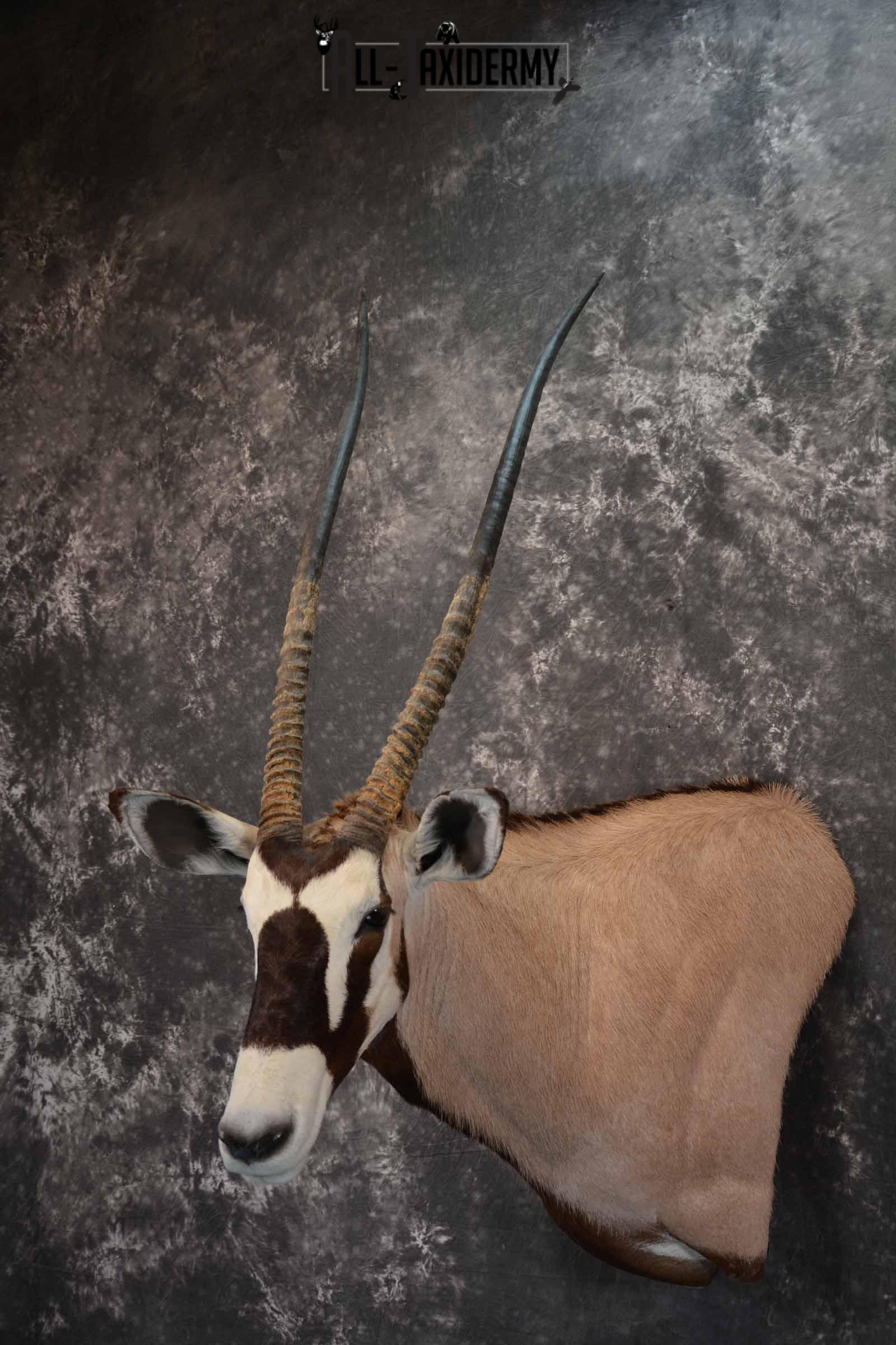 African Gemsbok taxidermy shoulder mount for sale SKU 1377 - Image 2