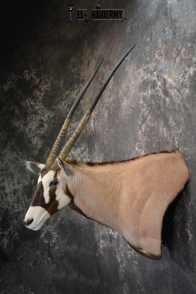 African Gemsbok taxidermy shoulder mount for sale SKU 1377 - All Taxidermy