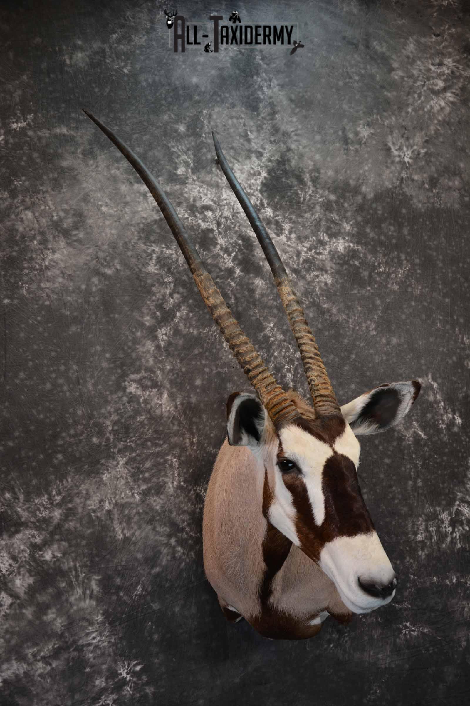 African Gemsbok taxidermy shoulder mount for sale SKU 1377 - Image 4