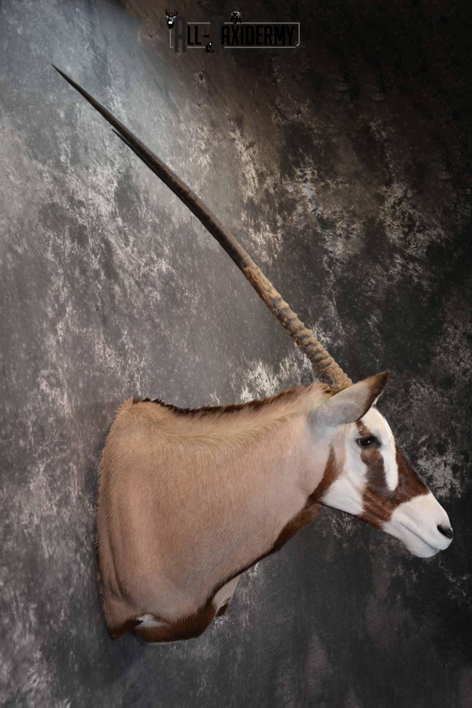 African Gemsbok taxidermy shoulder mount for sale SKU 1377 - Image 5