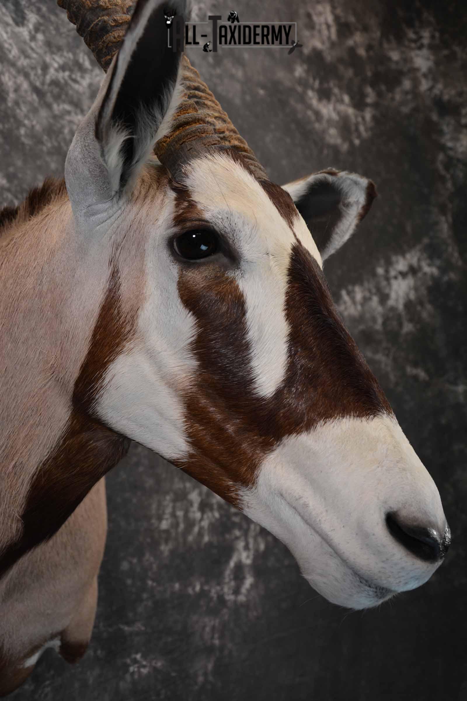 African Gemsbok taxidermy shoulder mount for sale SKU 1377 - Image 6