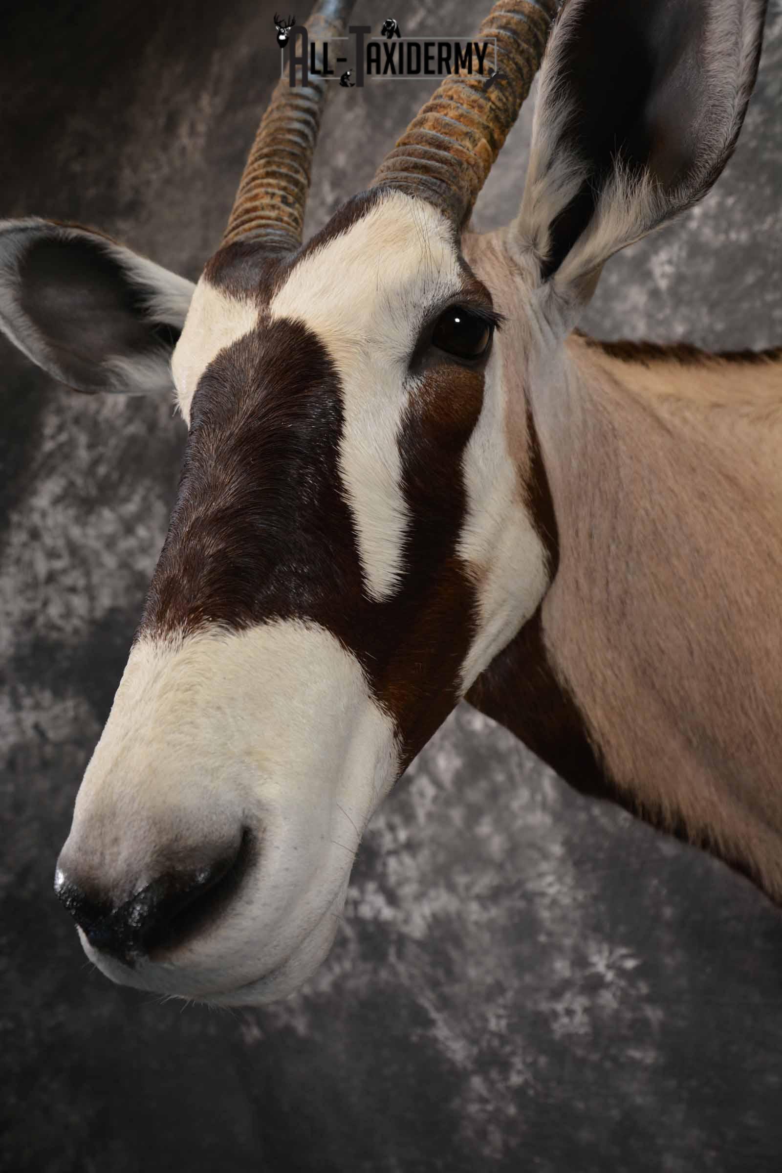 African Gemsbok taxidermy shoulder mount for sale SKU 1377 - Image 7