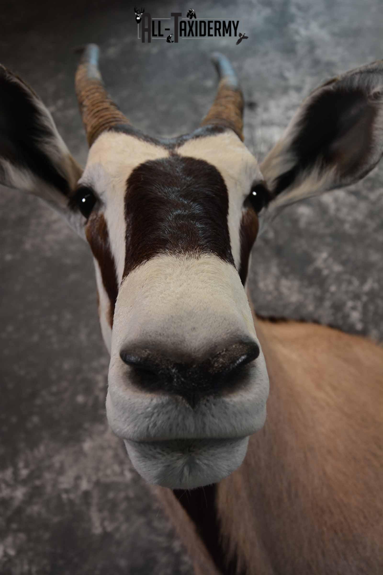 African Gemsbok taxidermy shoulder mount for sale SKU 1377 - Image 8