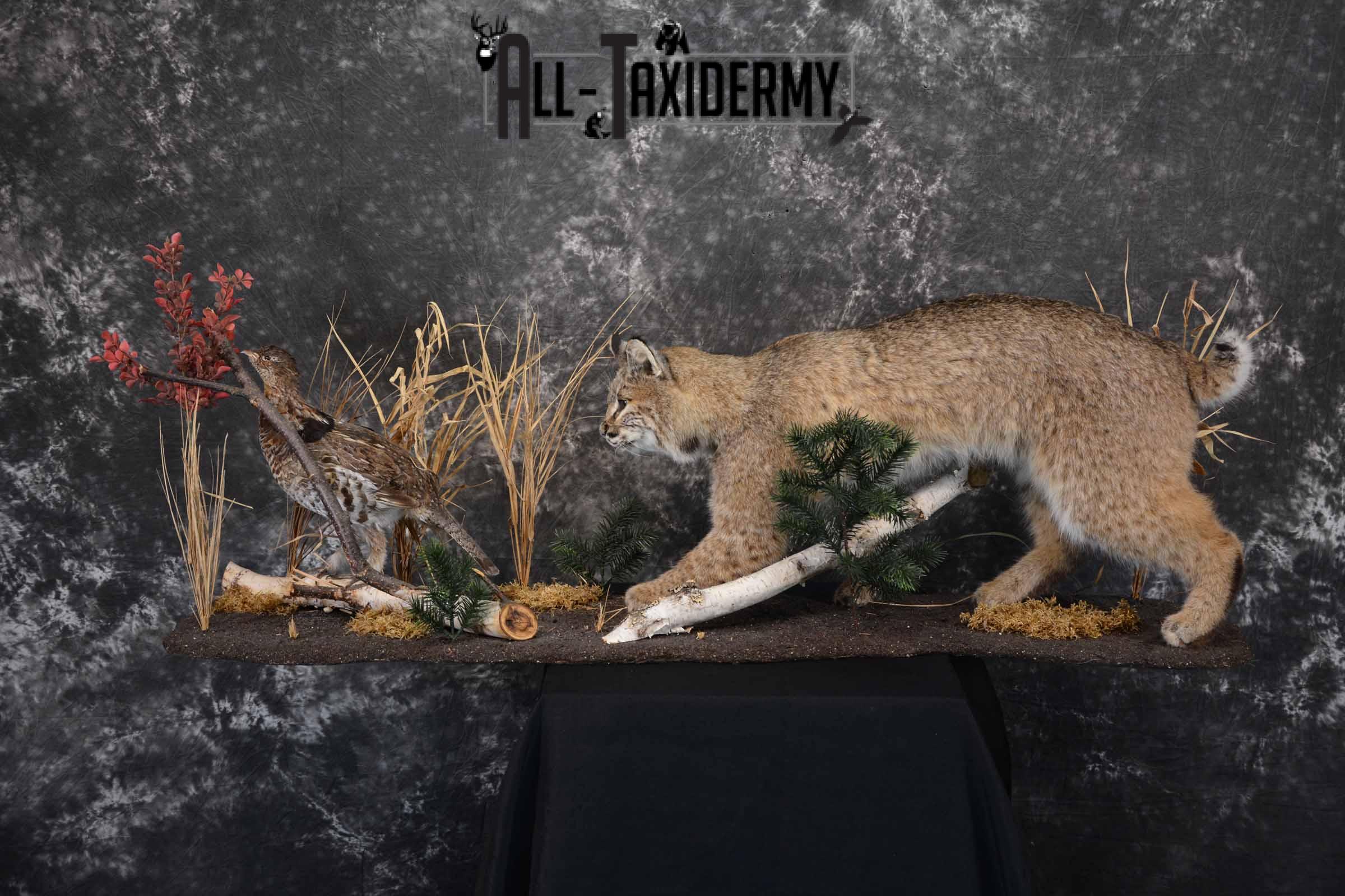 Bobcat and Grouse Taxidermy Mount | Quality Grade: Superior