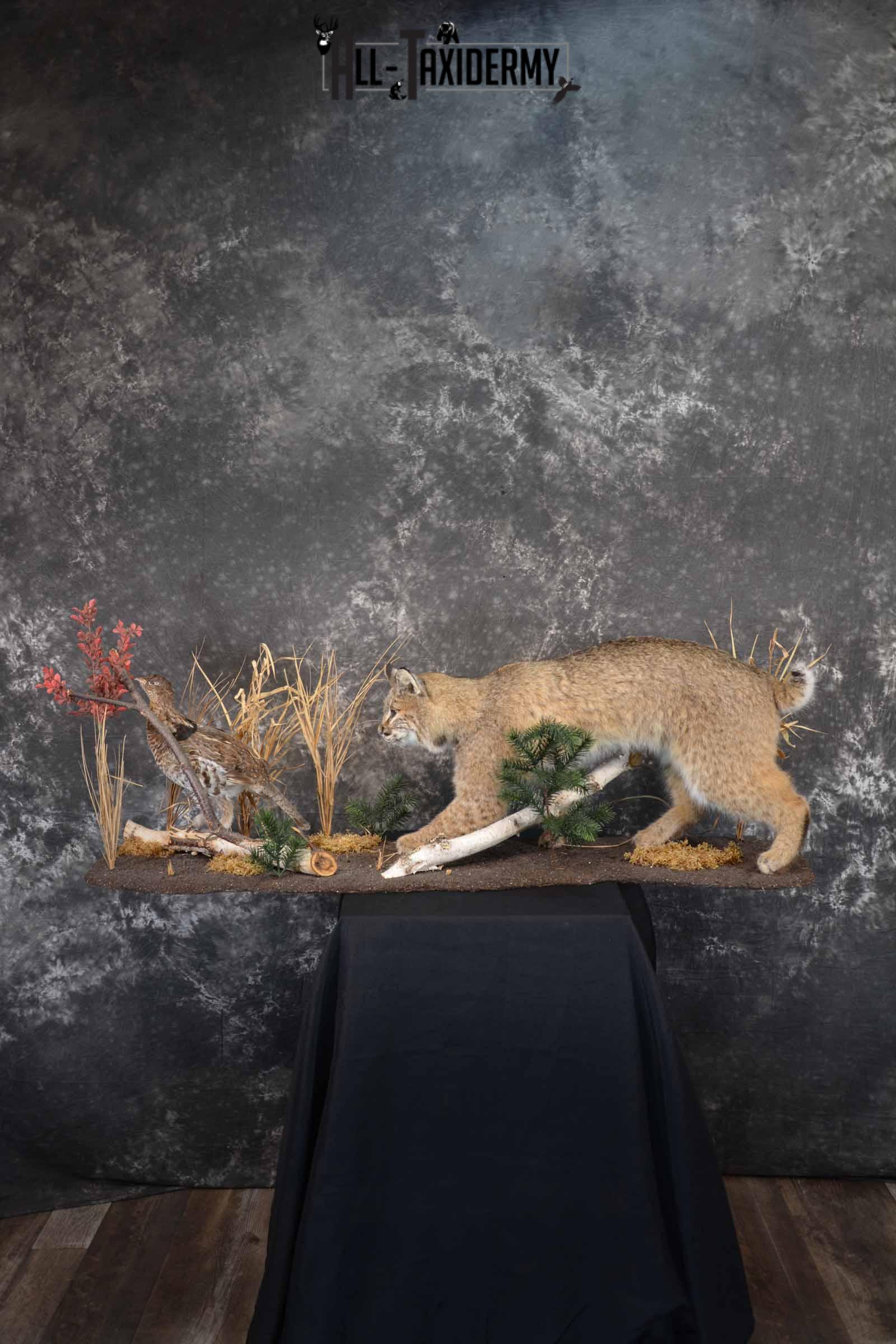 Bobcat and Grouse taxidermy mount for sale SKU 1378 - Image 2