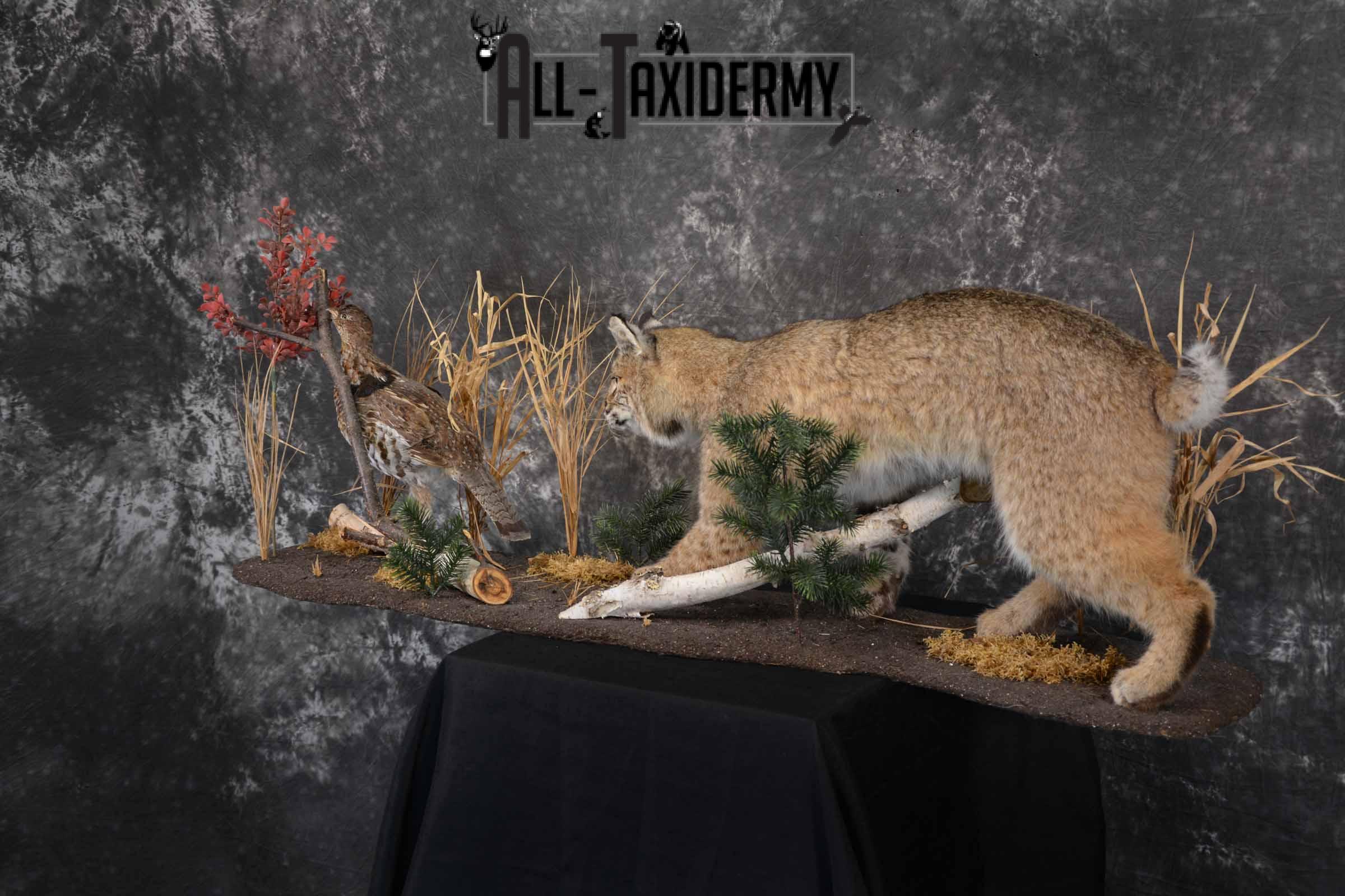 Bobcat and Grouse taxidermy mount for sale SKU 1378 - Image 3