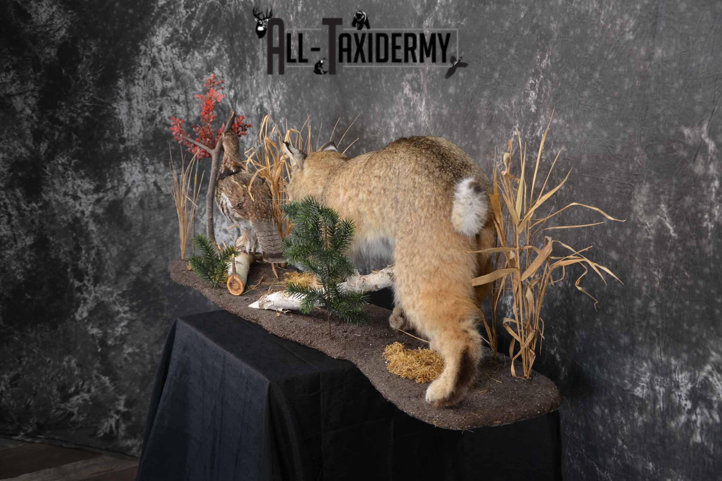 Bobcat and Grouse taxidermy mount for sale SKU 1378 - Image 4