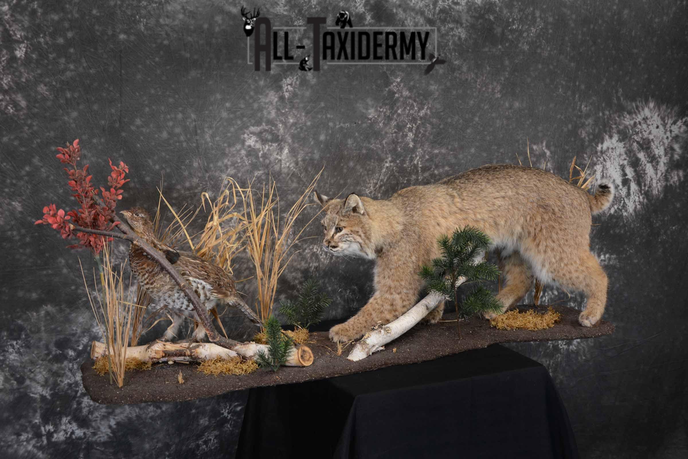 Bobcat and Grouse taxidermy mount for sale SKU 1378 - Image 5