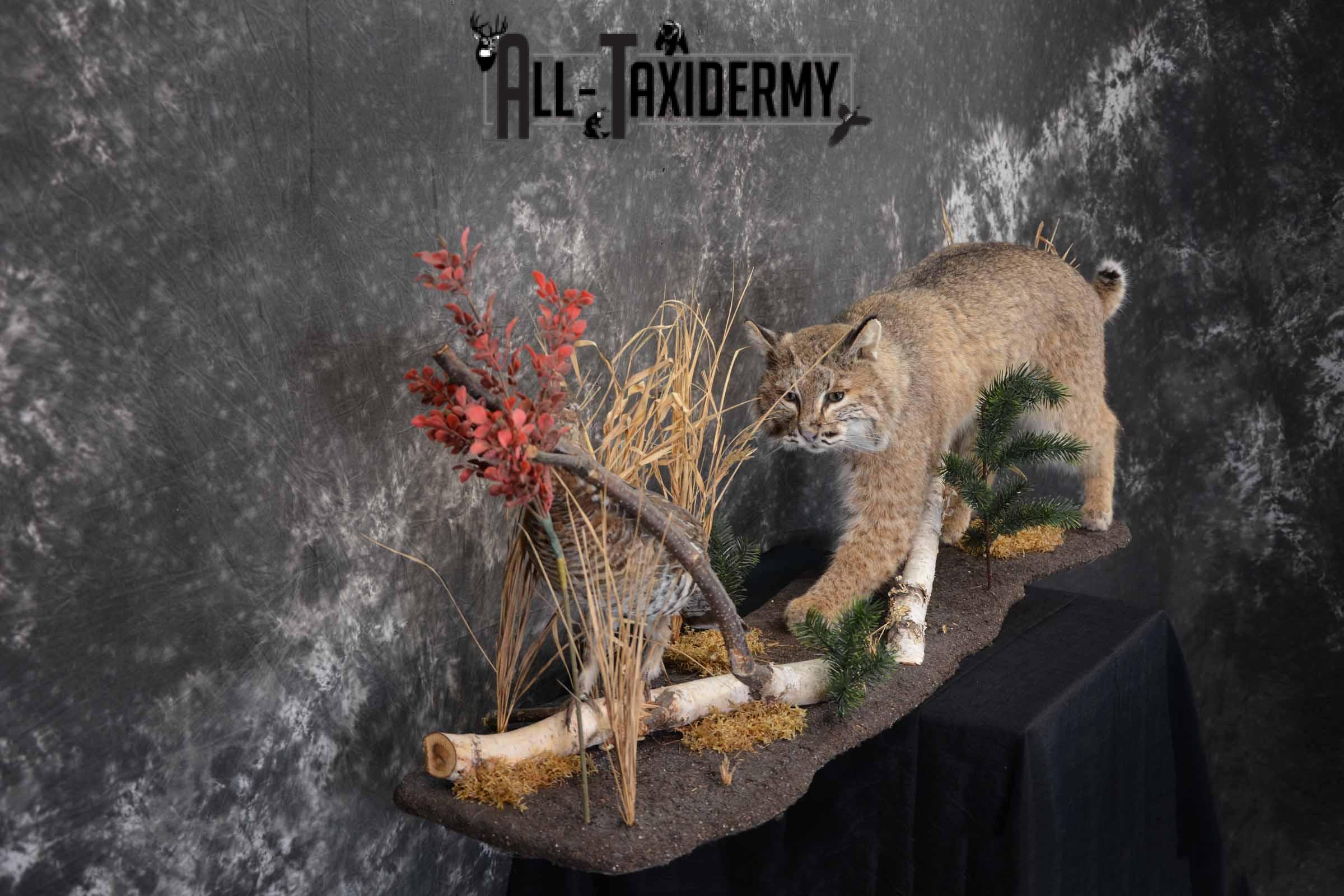 Bobcat and Grouse taxidermy mount for sale SKU 1378 - Image 6
