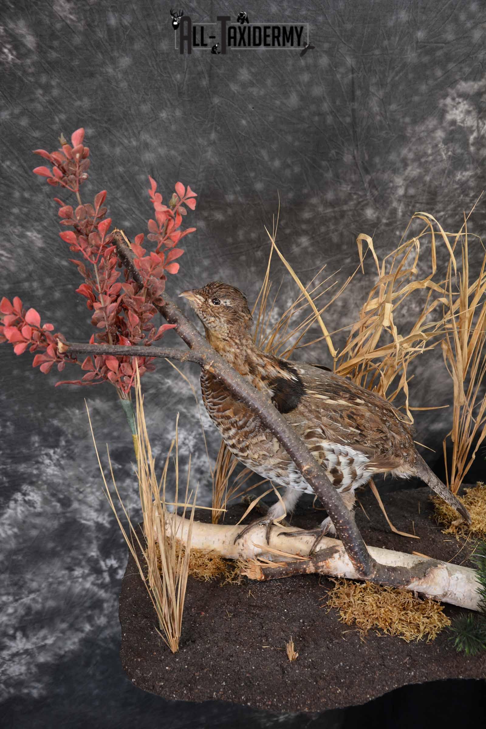 Bobcat and Grouse taxidermy mount for sale SKU 1378 - Image 7