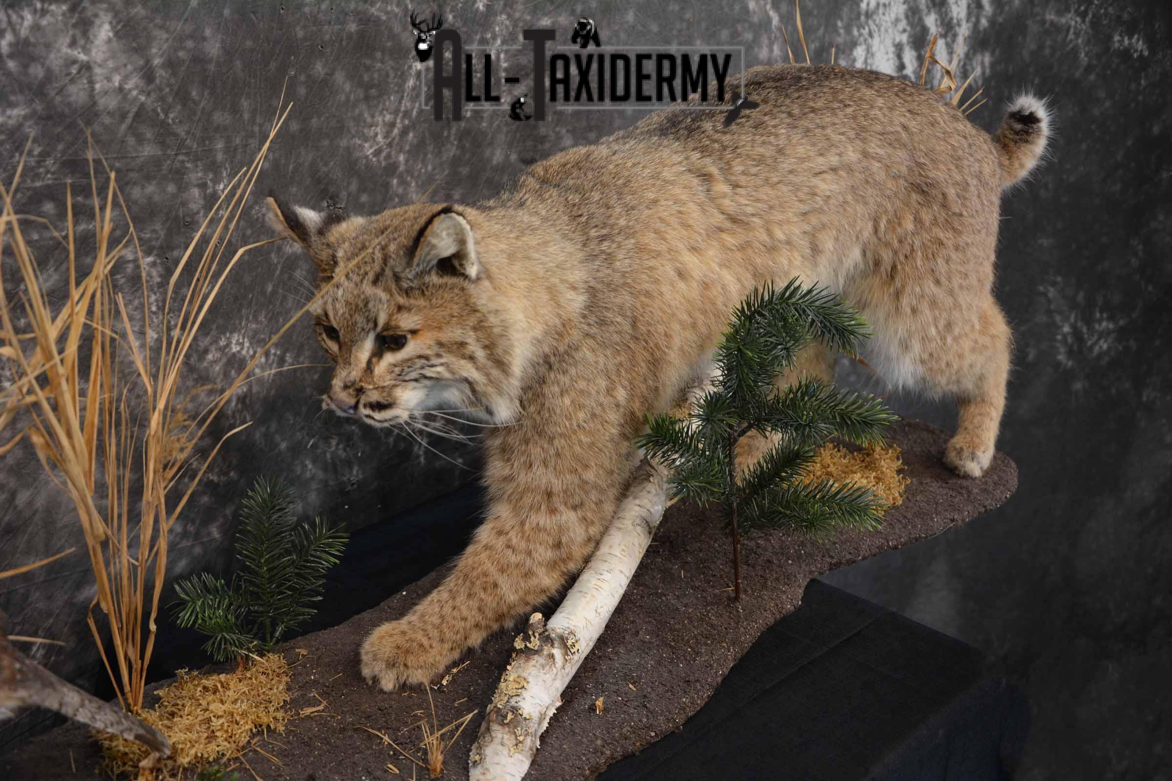 Bobcat and Grouse taxidermy mount for sale SKU 1378 - Image 8