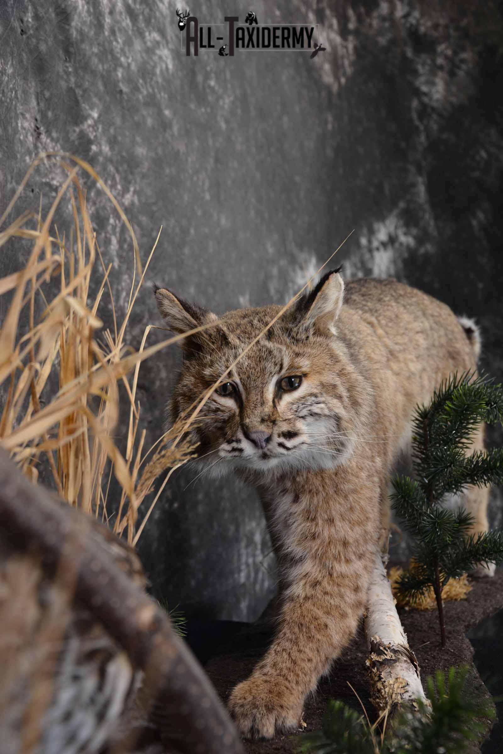 Bobcat and Grouse taxidermy mount for sale SKU 1378 - Image 9