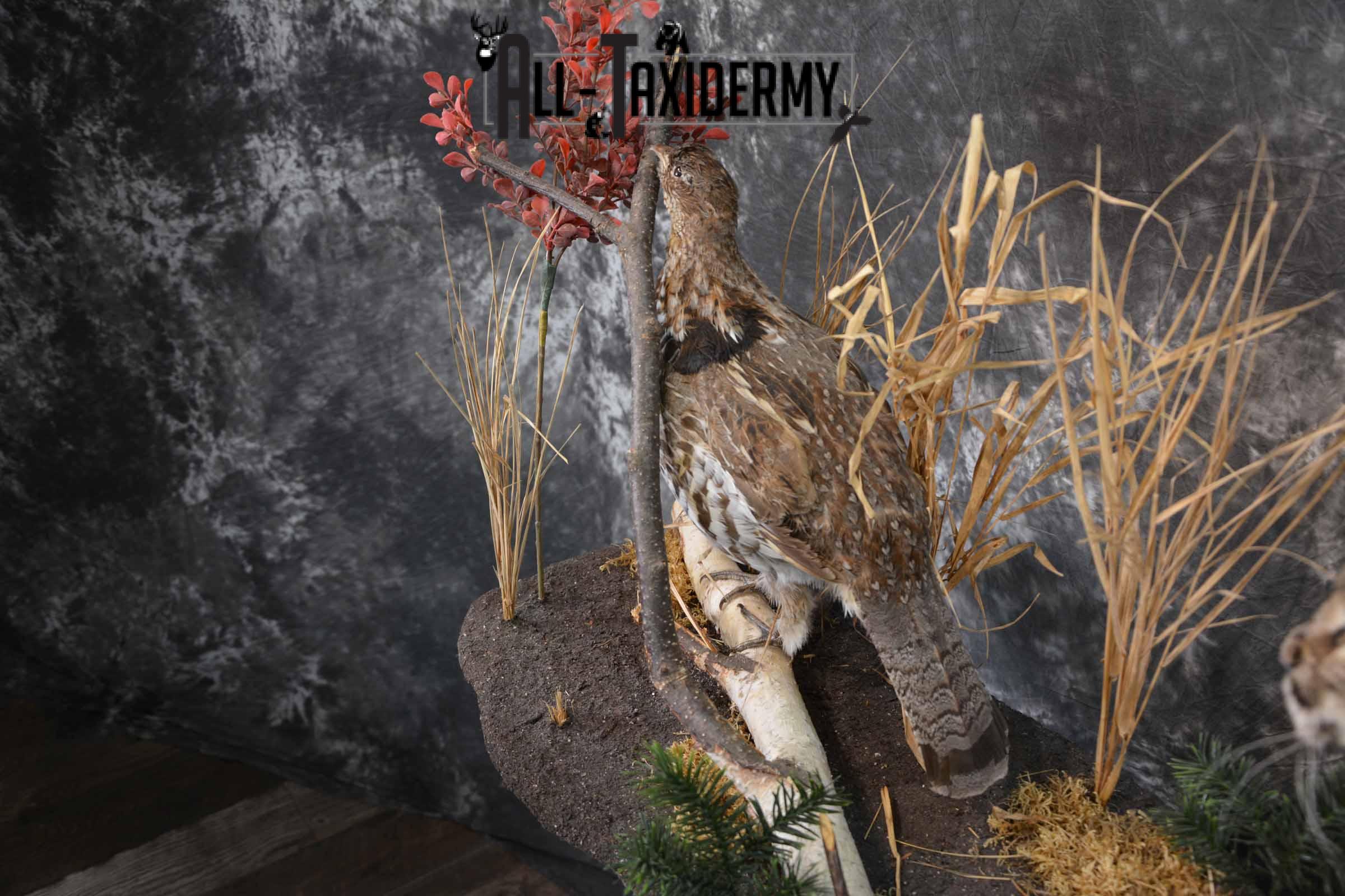 Bobcat and Grouse taxidermy mount for sale SKU 1378 - Image 10