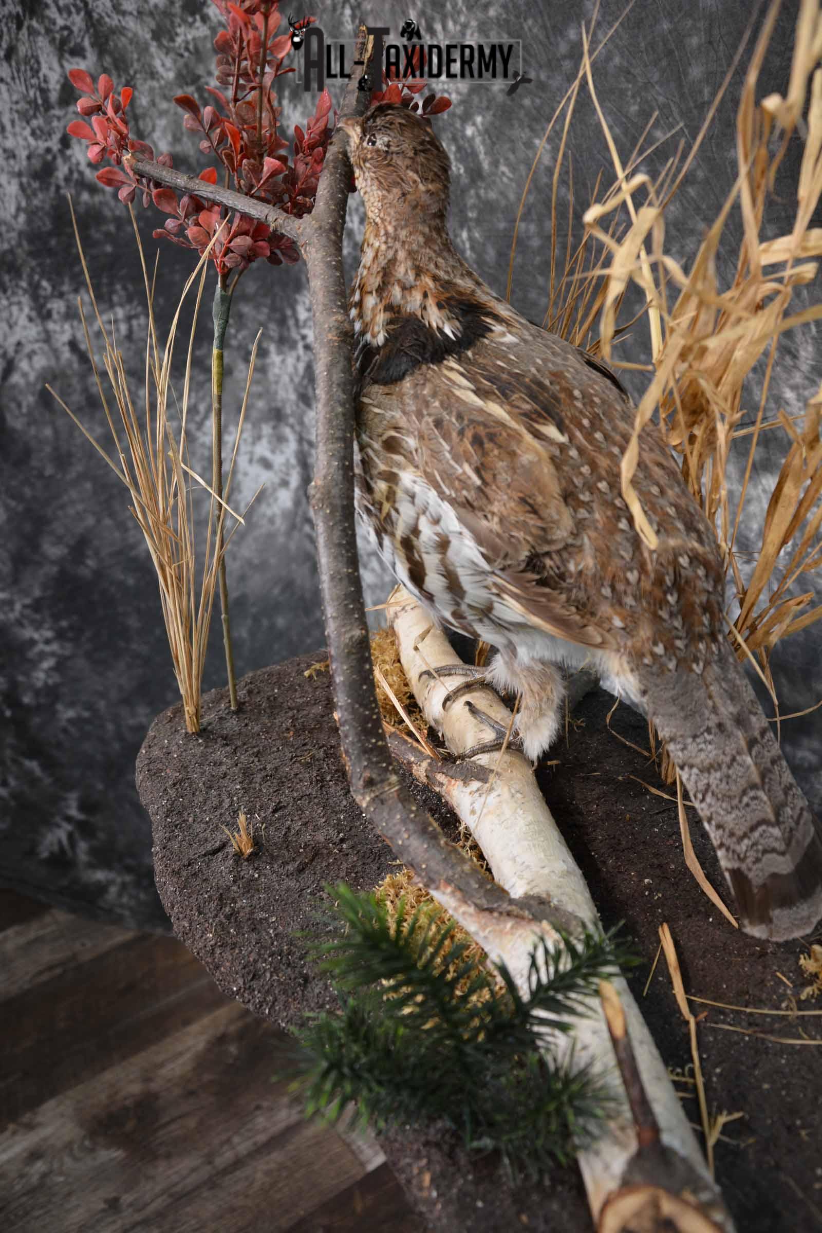 Bobcat and Grouse taxidermy mount for sale SKU 1378 - Image 11