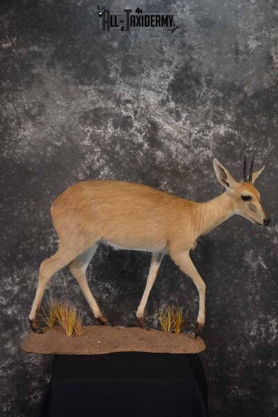 African Steinbok taxidermy mount for sale SKU 1379