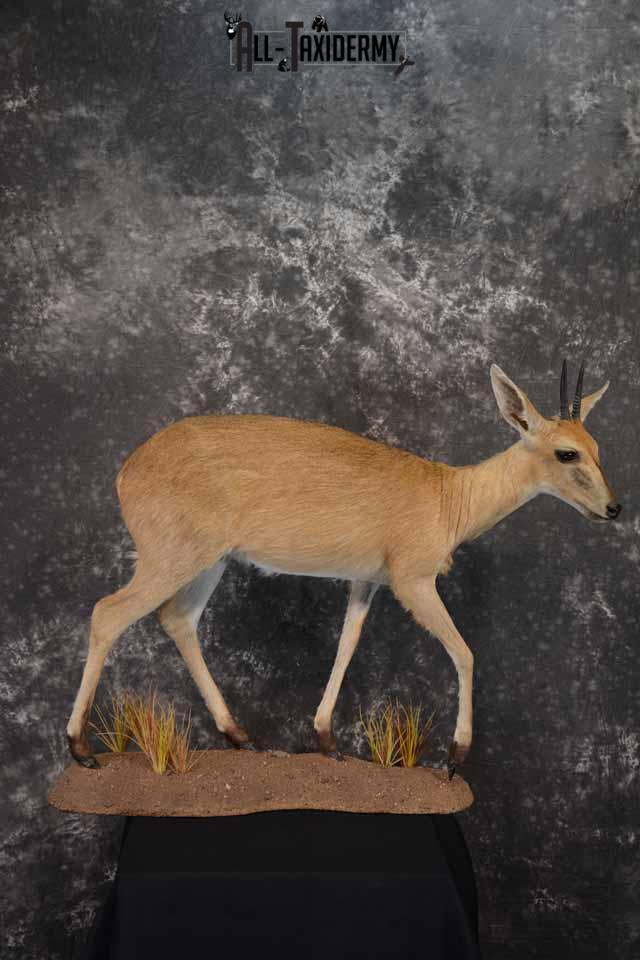 African Steinbok taxidermy mount for sale SKU 1379