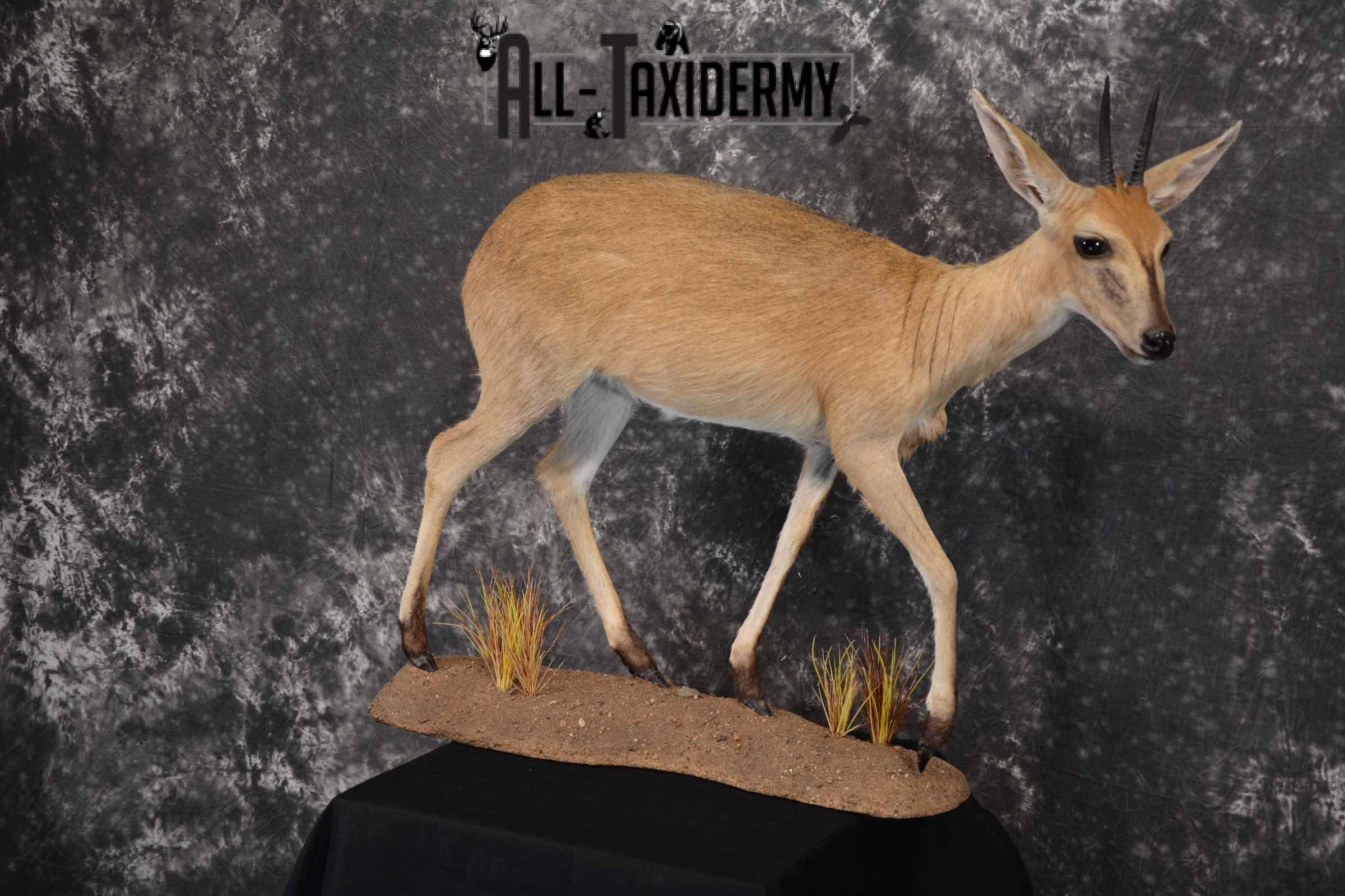 African Steinbok taxidermy mount for sale SKU 1379 - Image 2