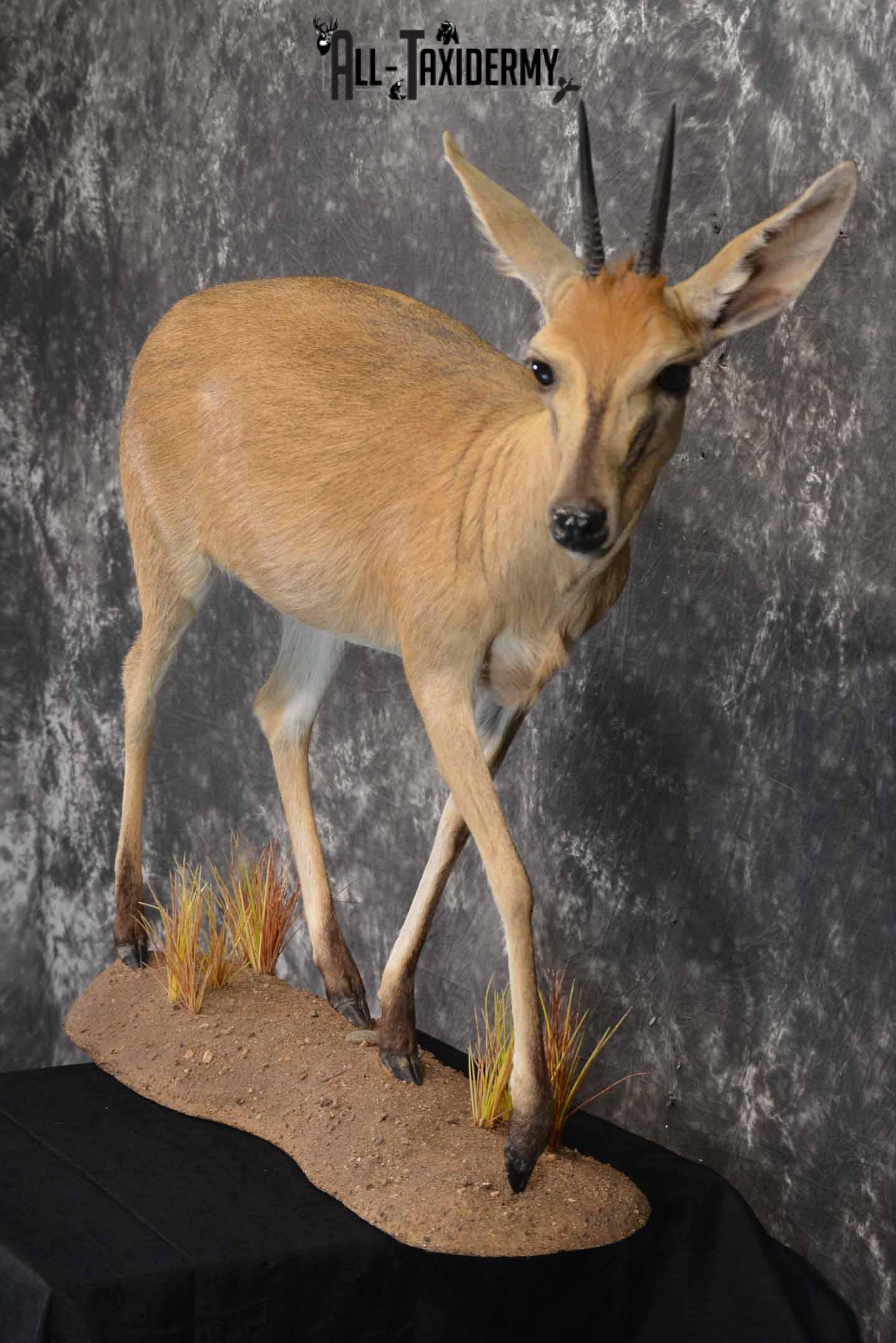 African Steinbok taxidermy mount for sale SKU 1379 - Image 3