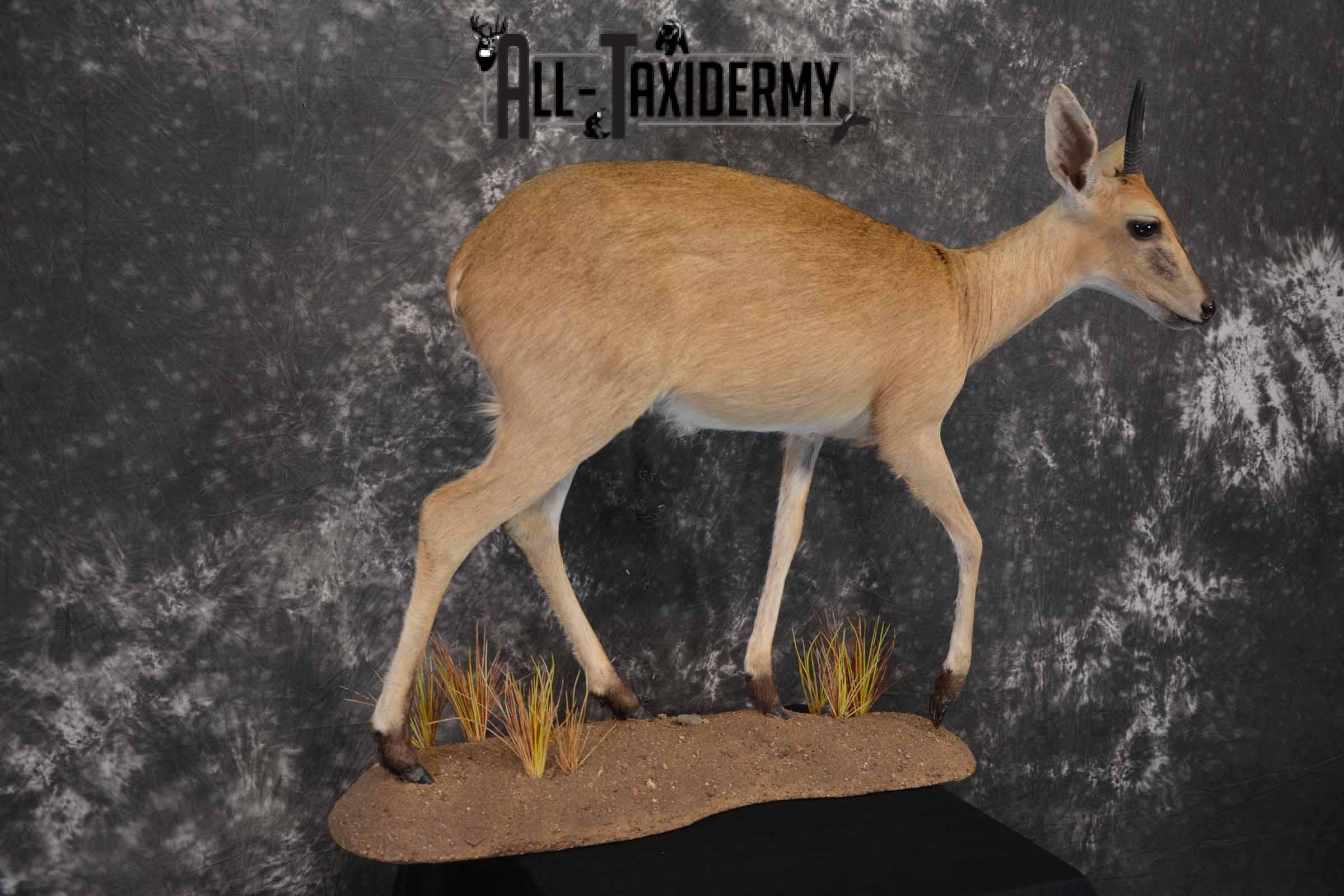 African Steinbok taxidermy mount for sale SKU 1379 - Image 4