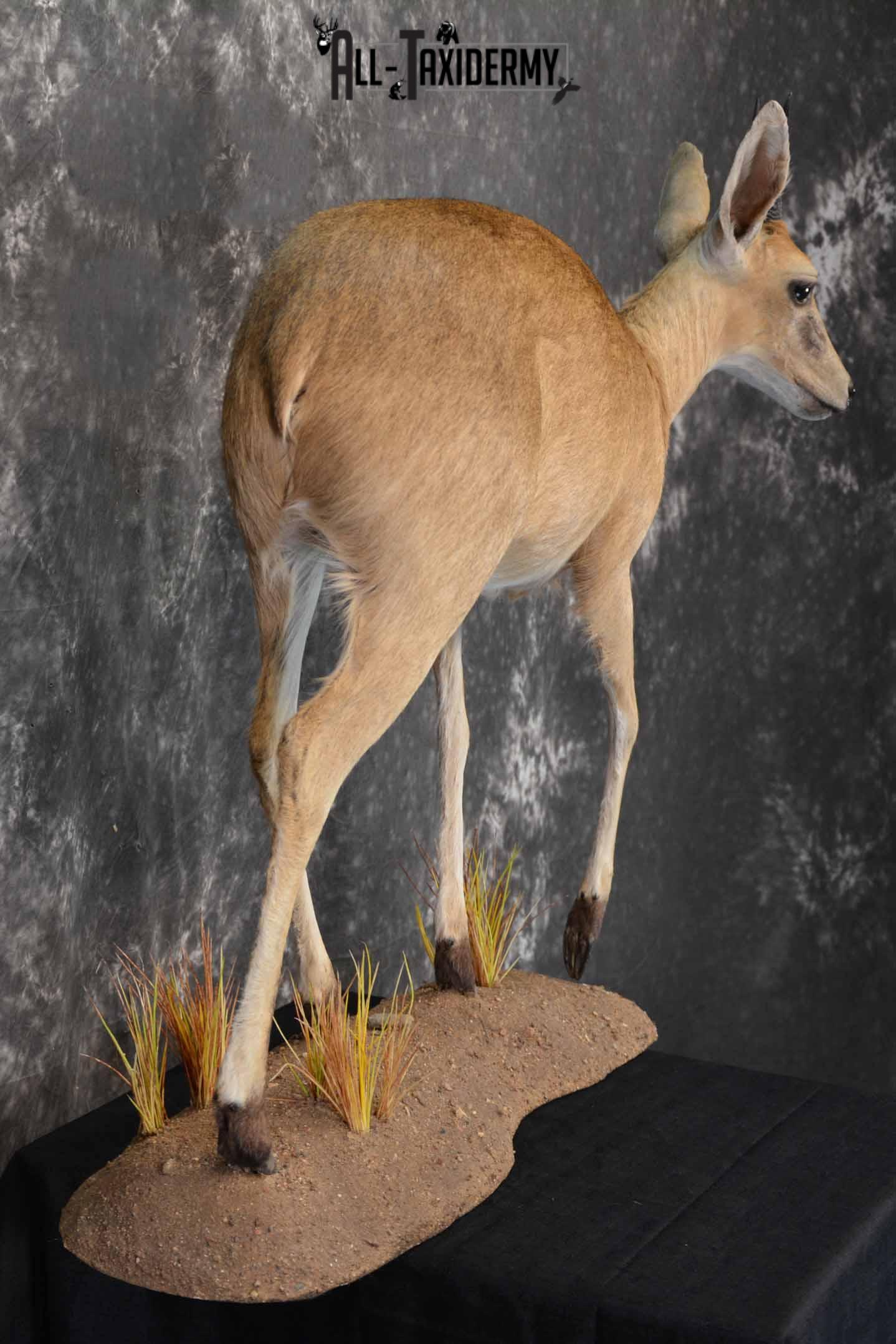 African Steinbok taxidermy mount for sale SKU 1379 - Image 5