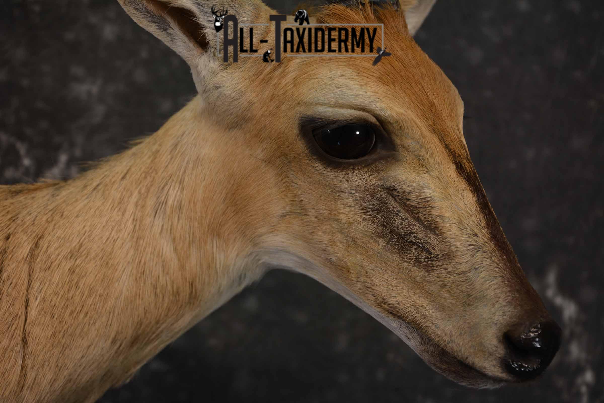 African Steinbok taxidermy mount for sale SKU 1379 - Image 6